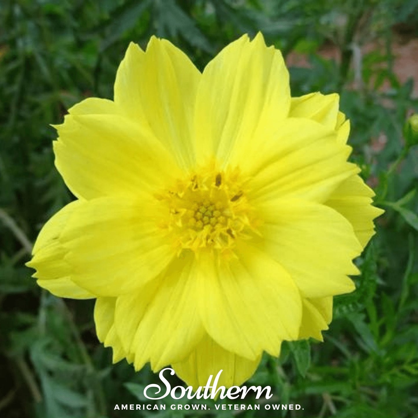 Lemon Sulphur Dwarf Cosmos ā 100 Seeds