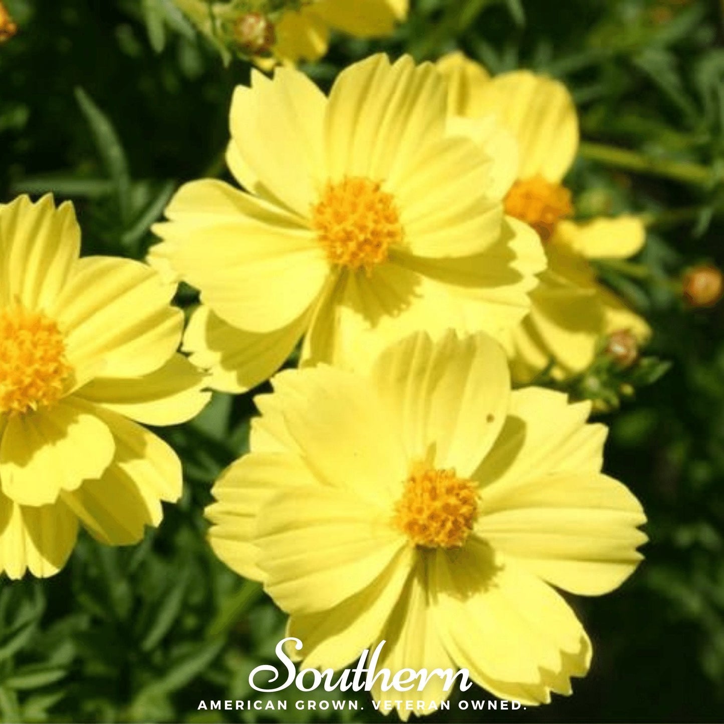 Lemon Sulphur Dwarf Cosmos ā 100 Seeds