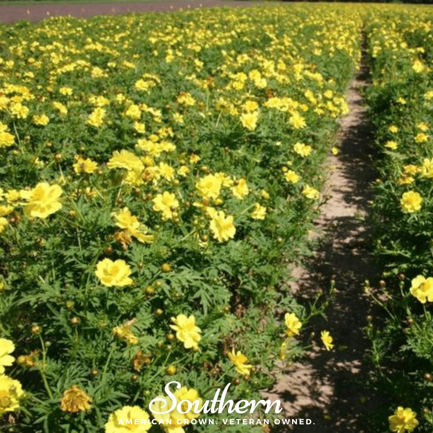 Lemon Sulphur Dwarf Cosmos ā 100 Seeds
