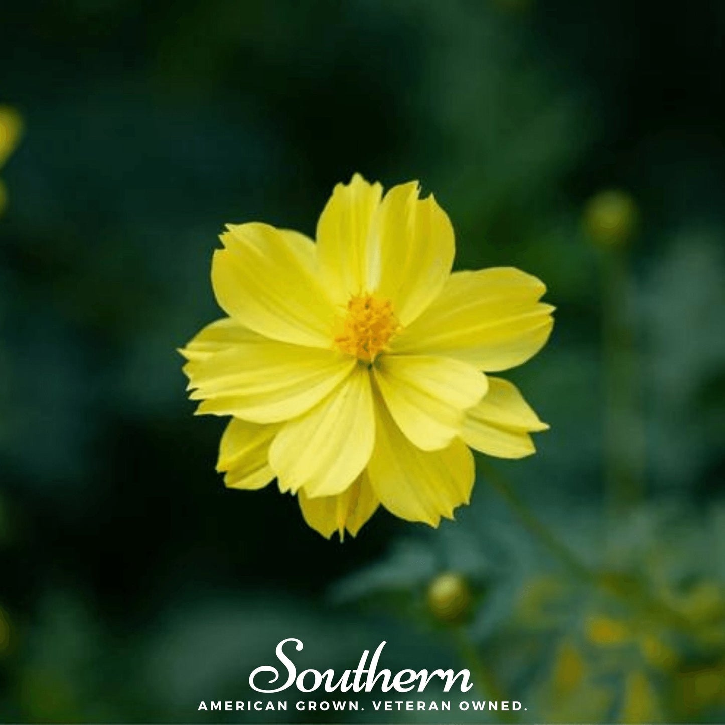Lemon Sulphur Dwarf Cosmos ā 100 Seeds