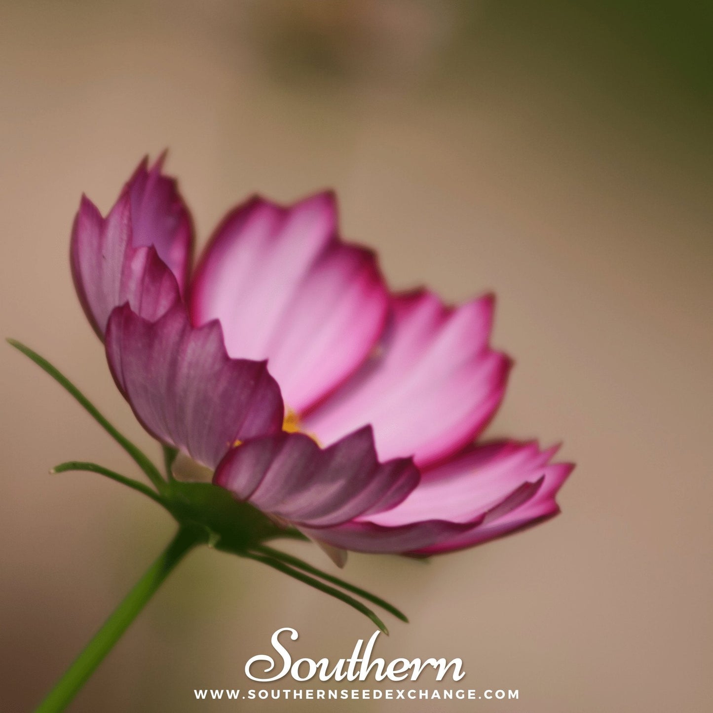 Picotee Cosmos ā 100 Seeds