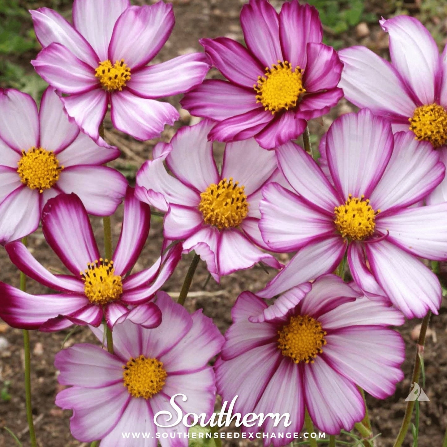Picotee Cosmos ā 100 Seeds