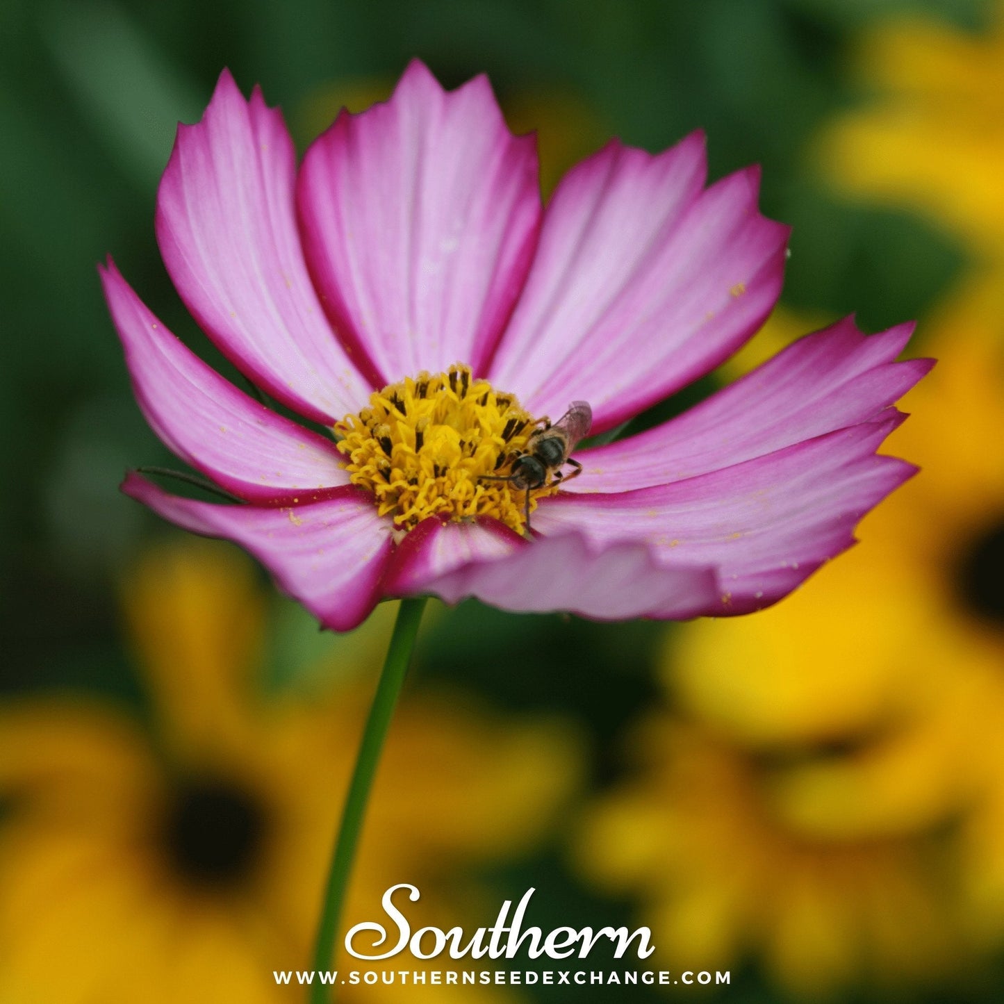 Picotee Cosmos ā 100 Seeds