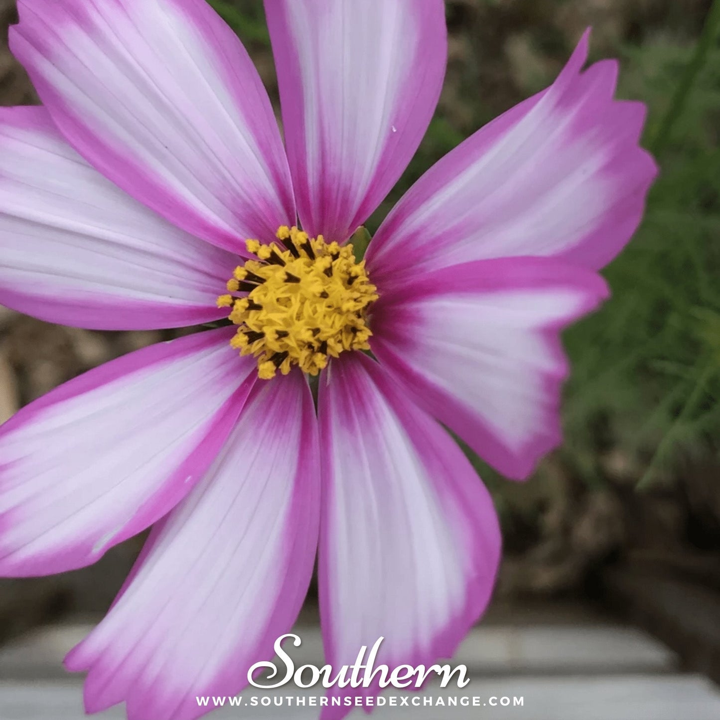 Picotee Cosmos ā 100 Seeds