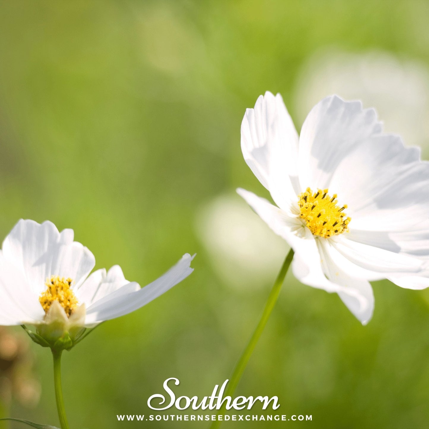 Purity Cosmos ā 100 Seeds