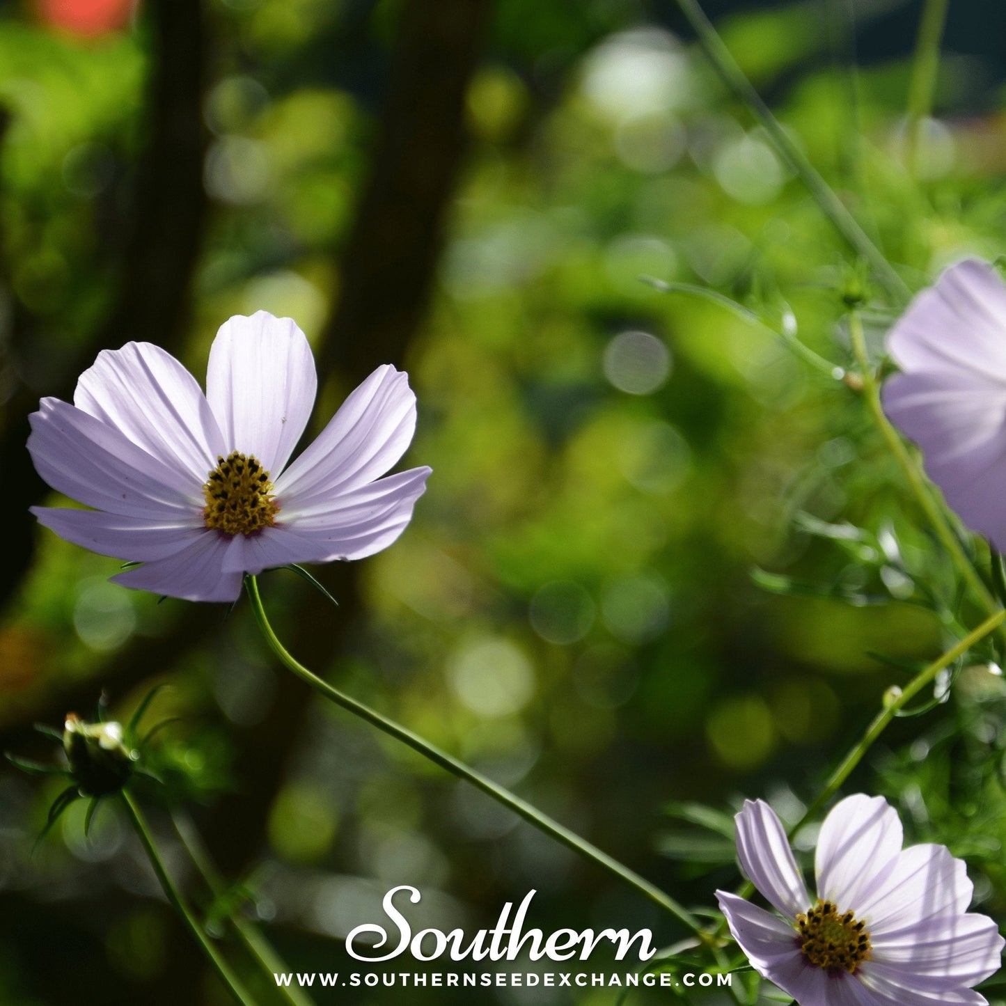 Purity Cosmos ā 100 Seeds