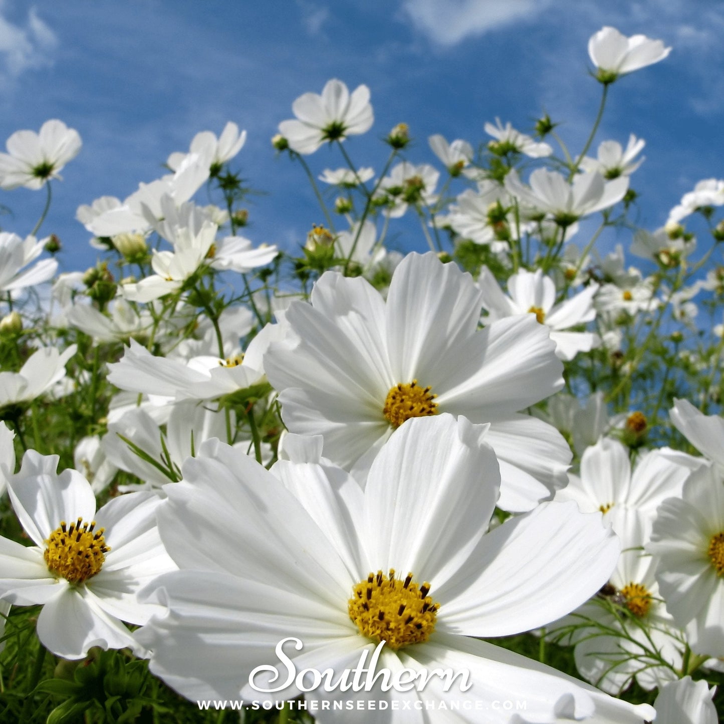 Purity Cosmos ā 100 Seeds