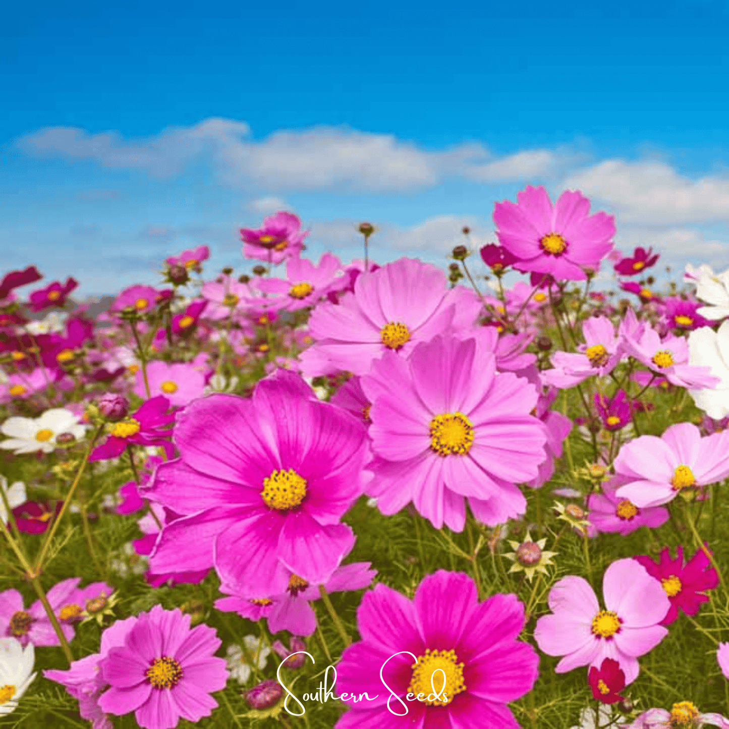 Radiance Cosmos ā 100 Seeds