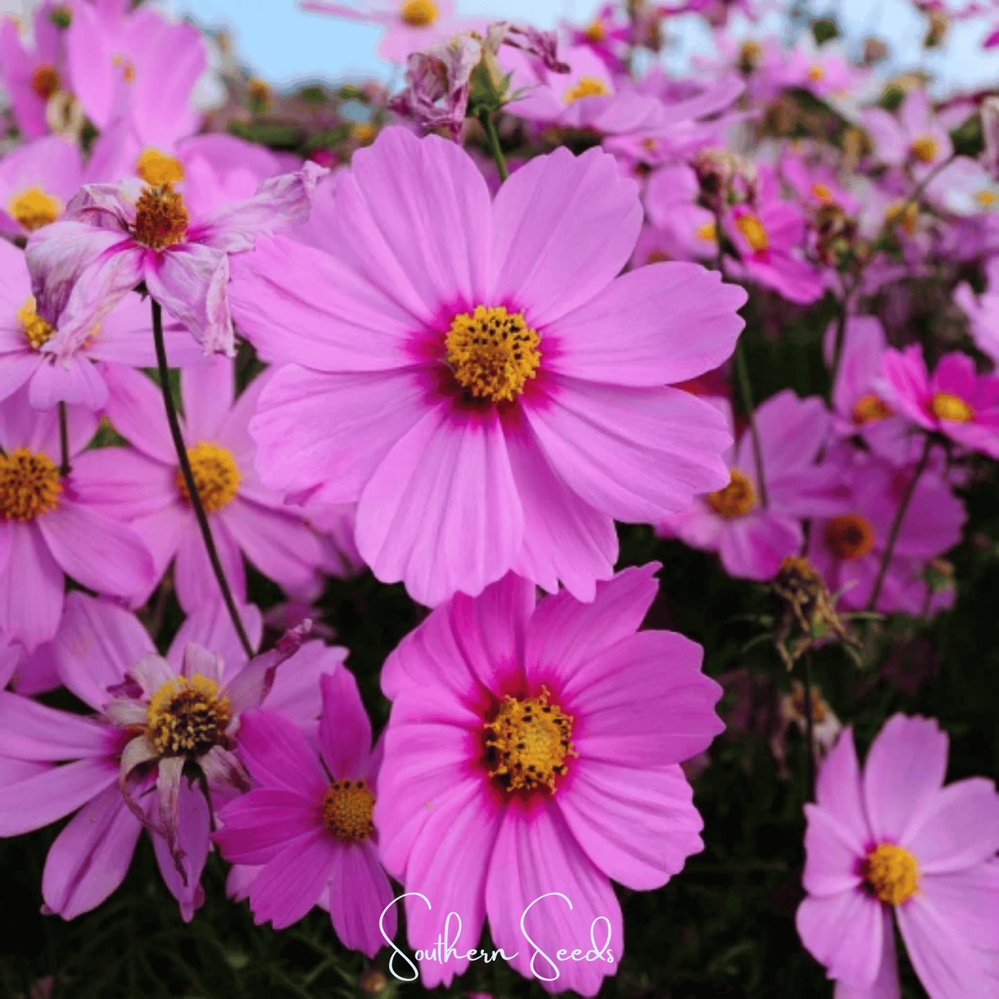 Radiance Cosmos ā 100 Seeds