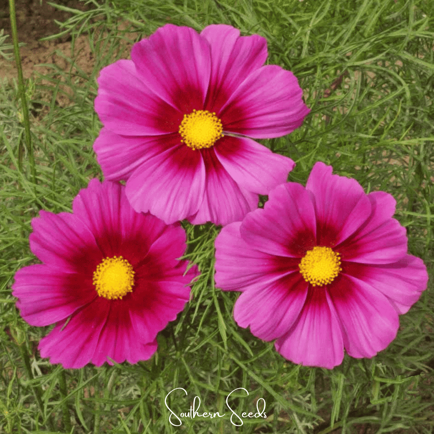 Radiance Cosmos ā 100 Seeds