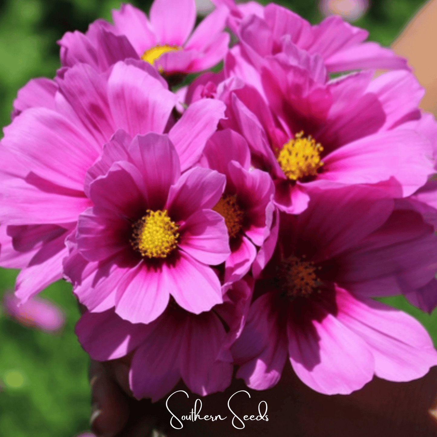 Radiance Cosmos ā 100 Seeds