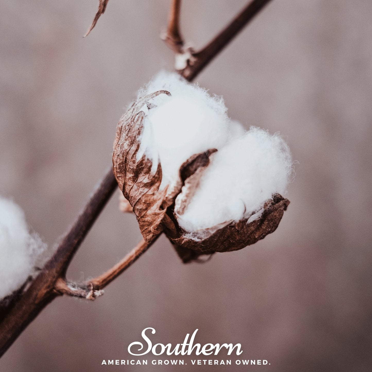Upland Cotton ā 20 Seeds