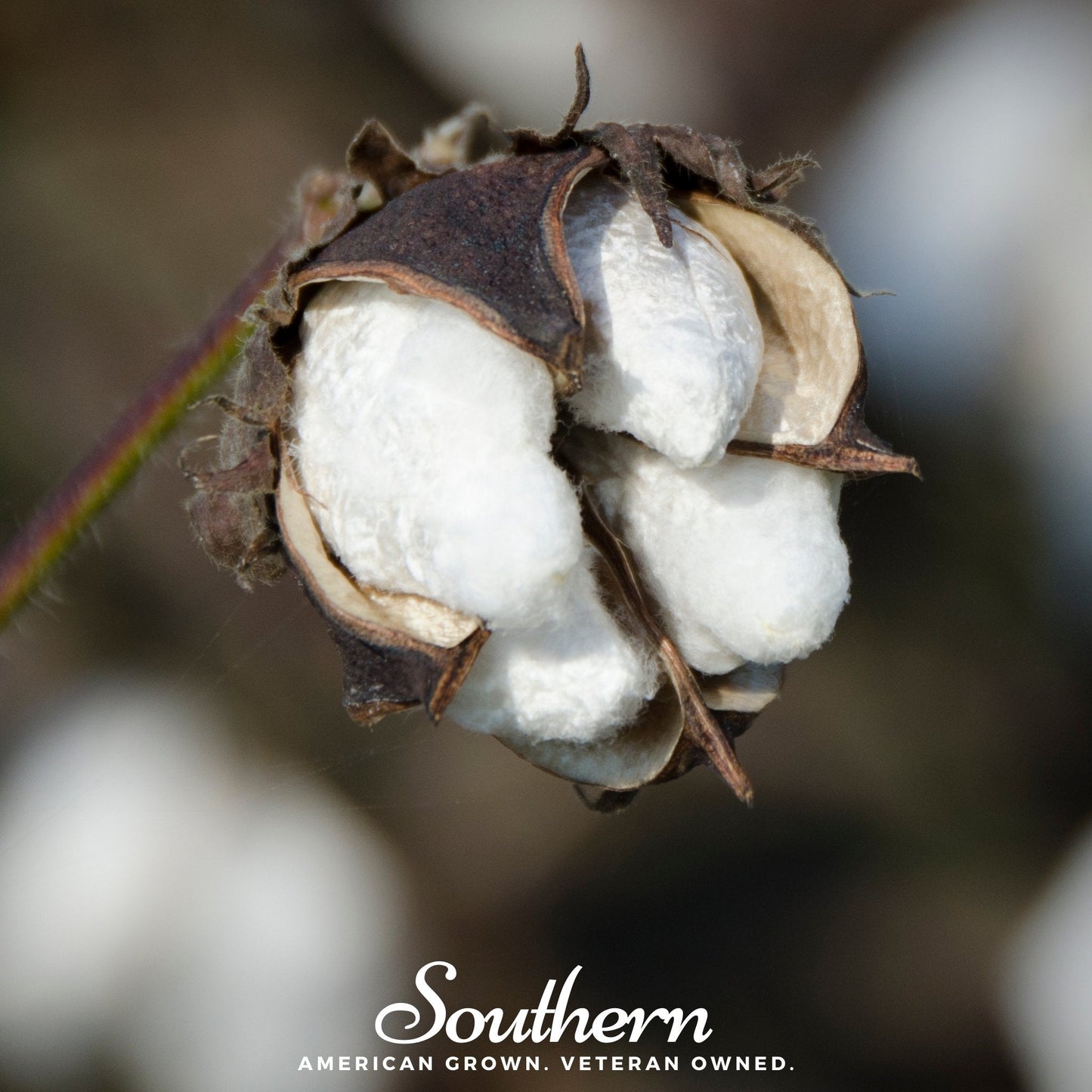 Upland Cotton ā 20 Seeds