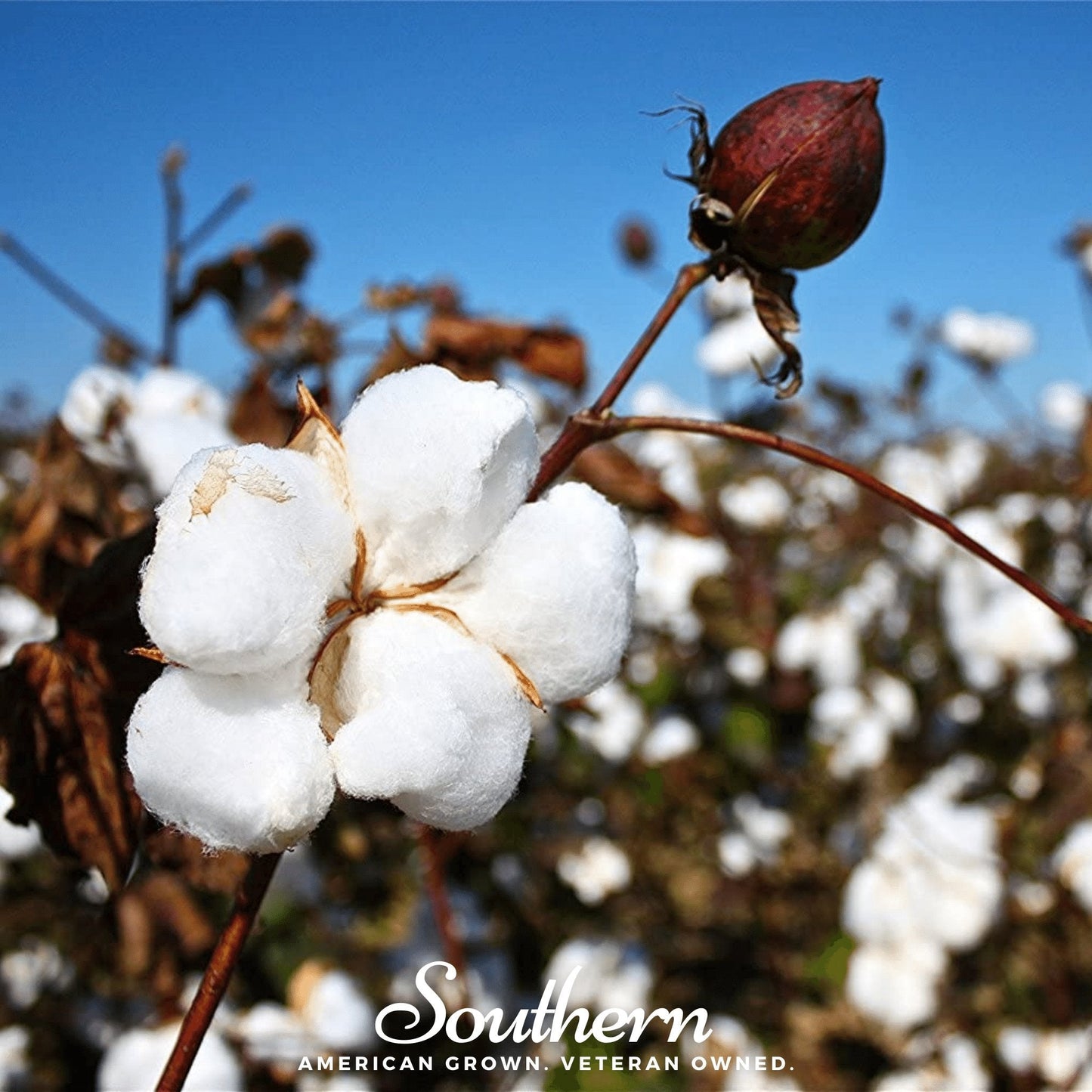 Upland Cotton ā 20 Seeds