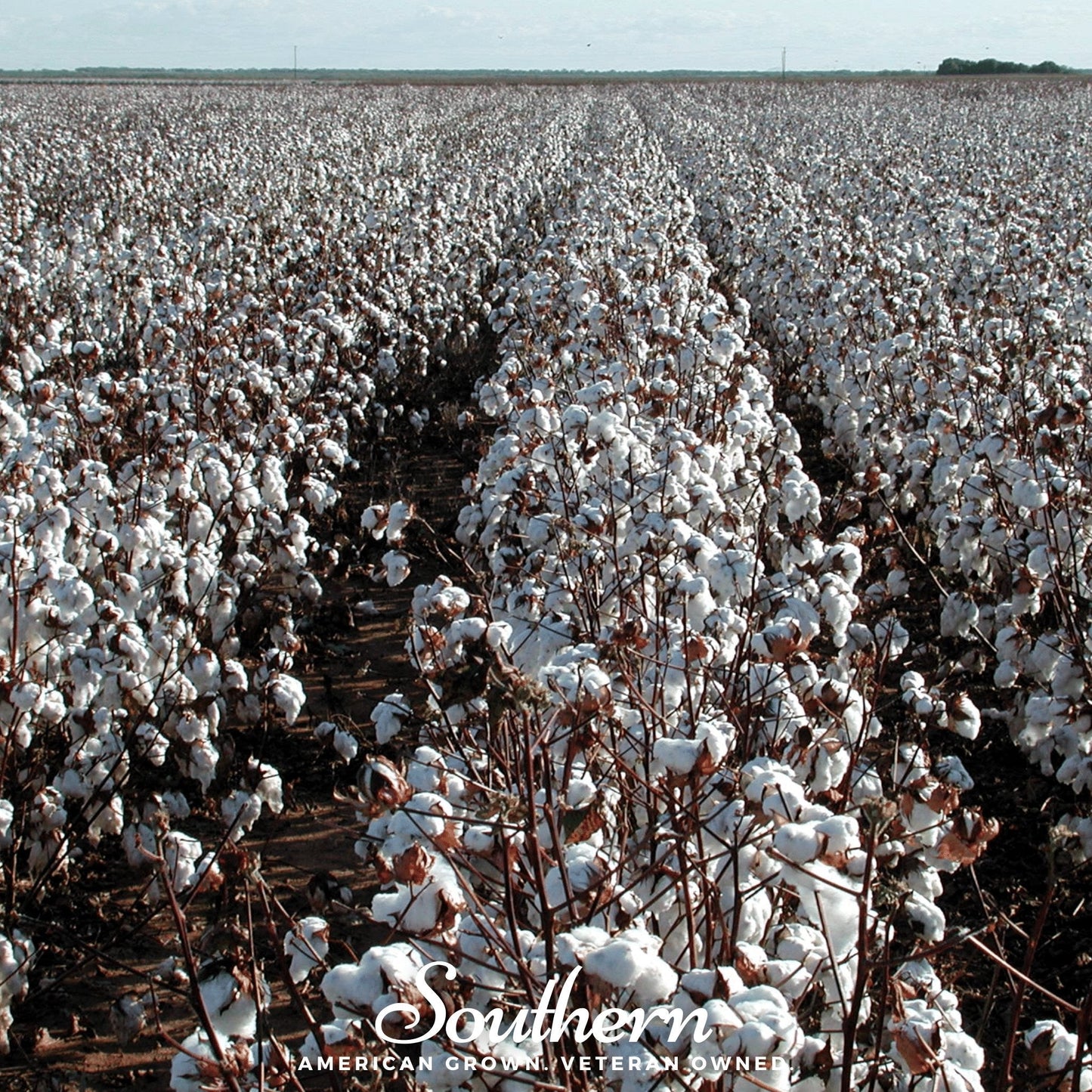 Upland Cotton ā 20 Seeds