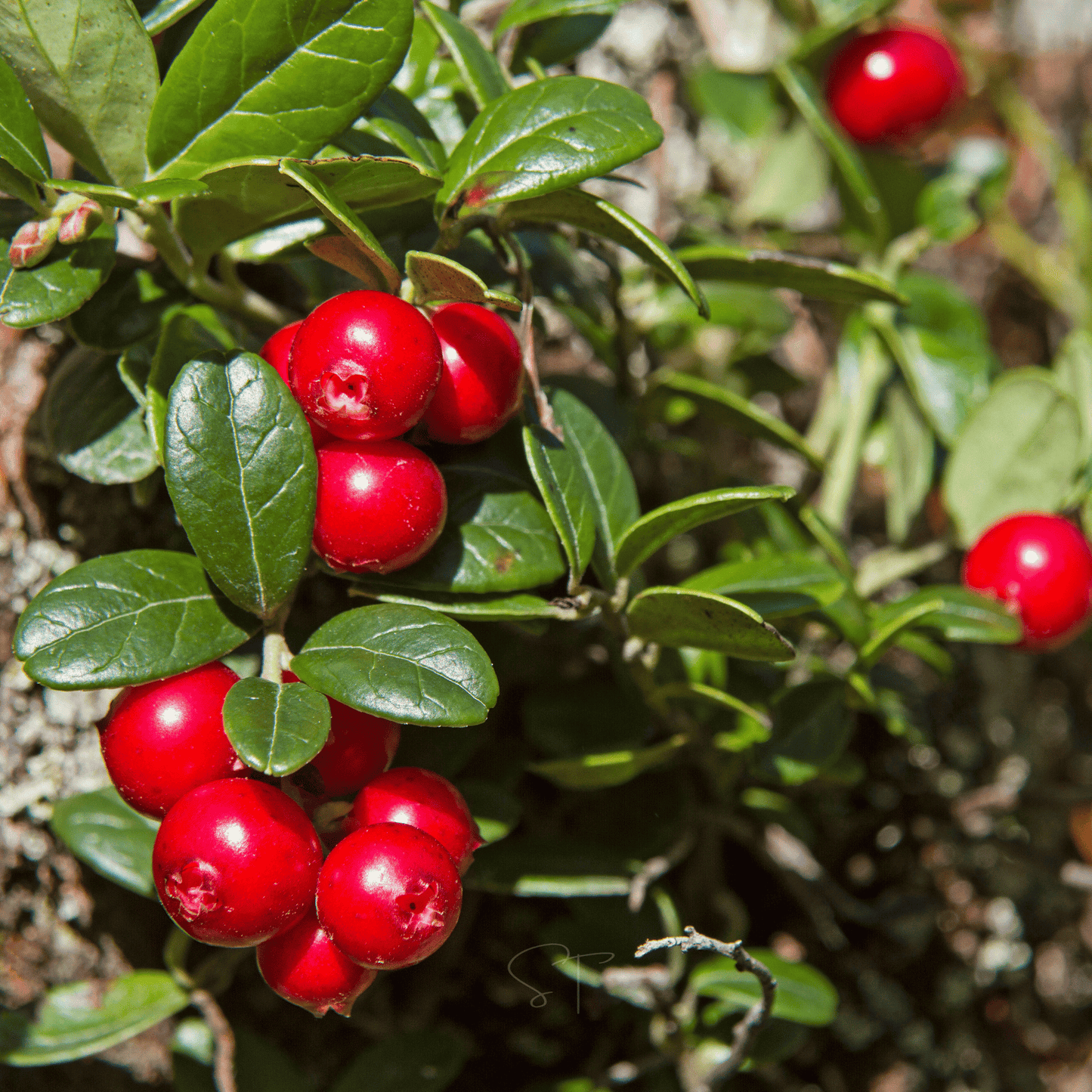 Cranberry, American ā 50 Seeds