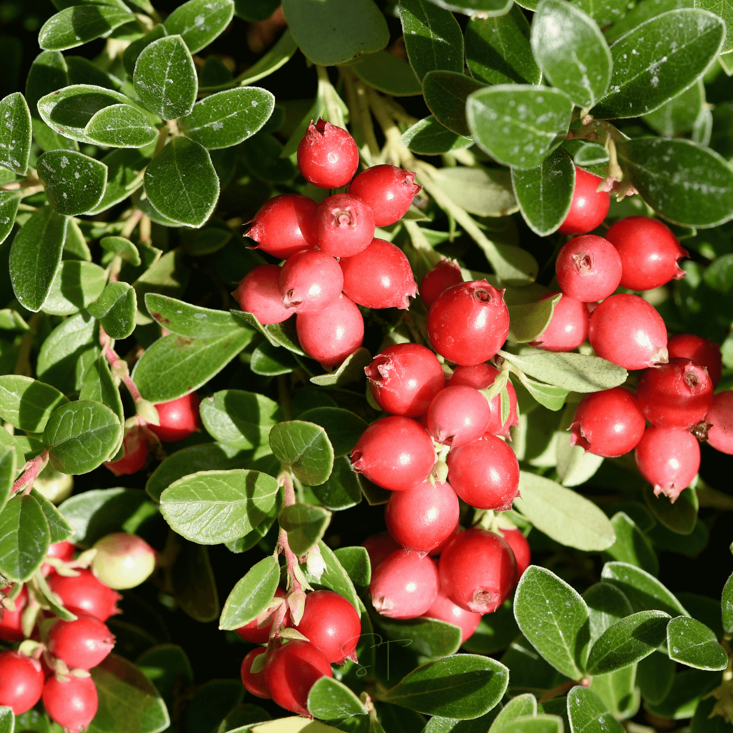 Cranberry, American ā 50 Seeds