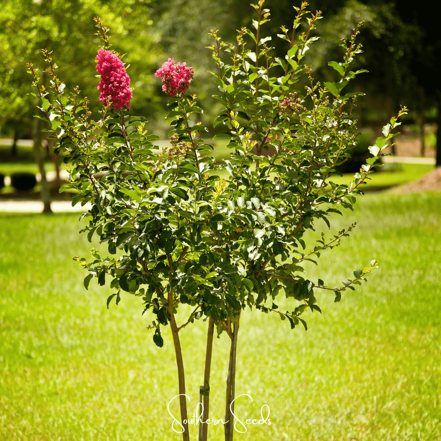 Crape Myrtle ā 50 Seeds