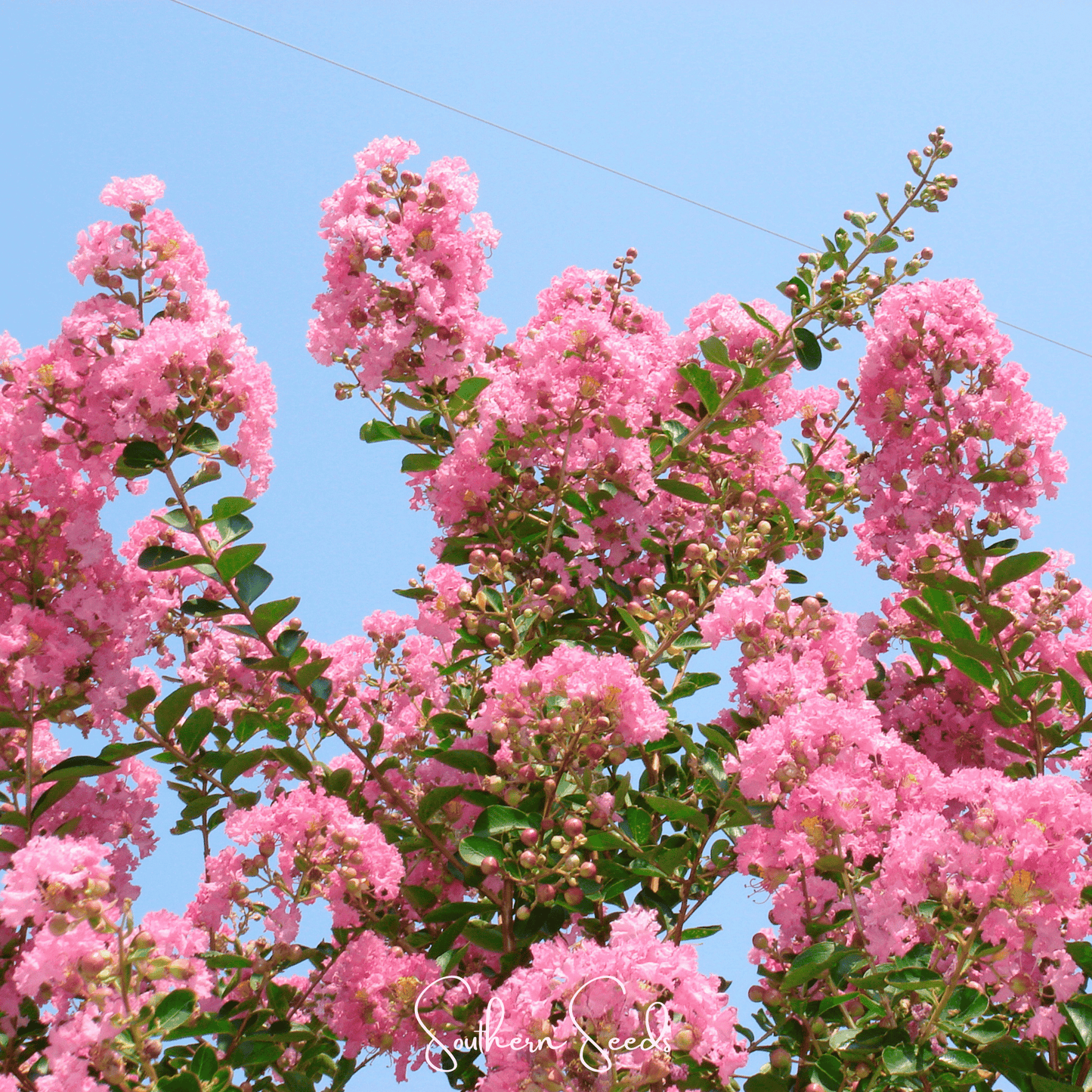 Crape Myrtle ā 50 Seeds