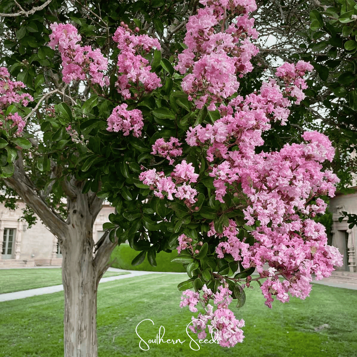 Crape Myrtle ā 50 Seeds