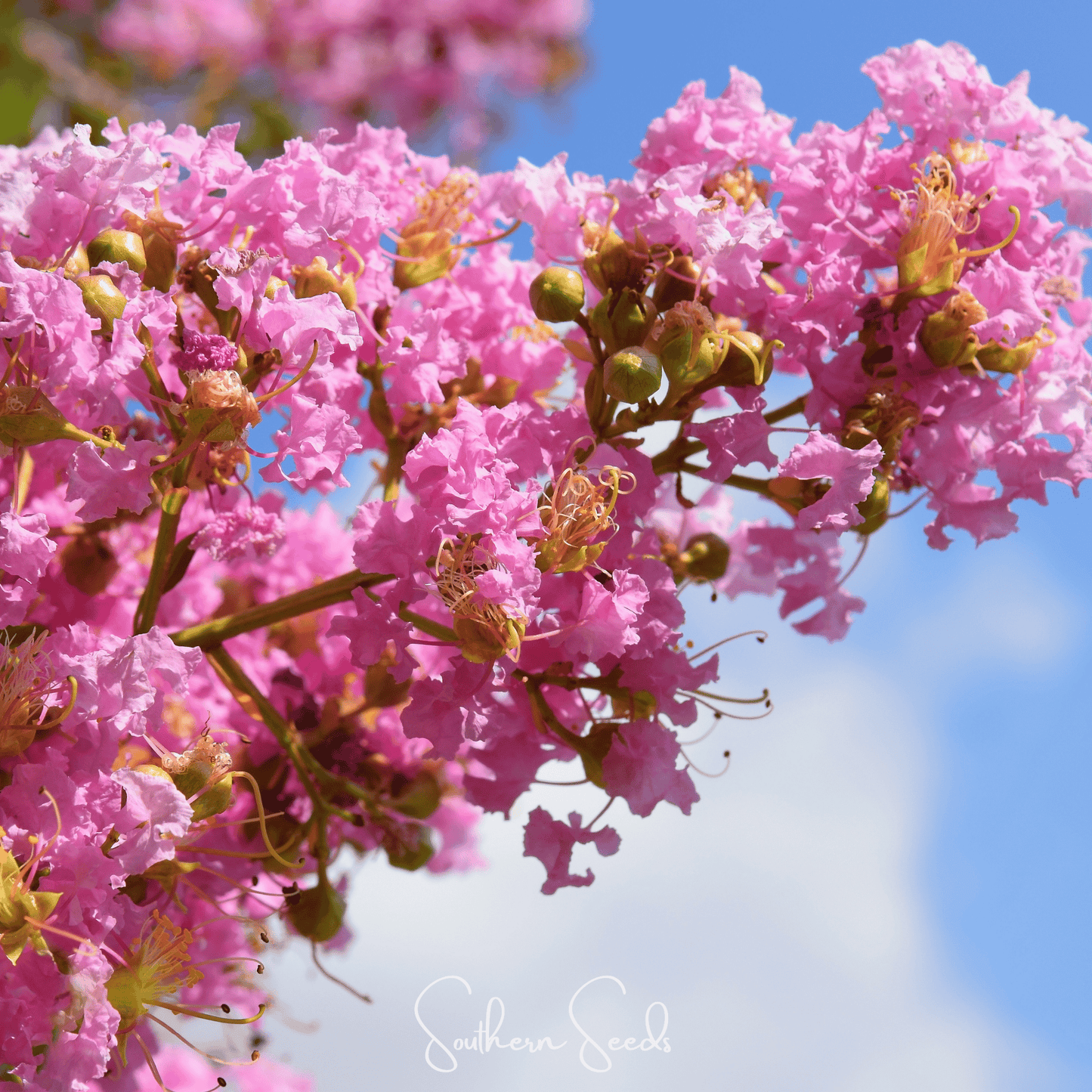 Crape Myrtle ā 50 Seeds