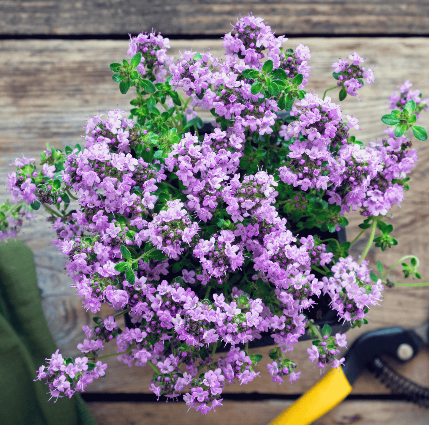 Creeping Thyme ā 250 Seeds