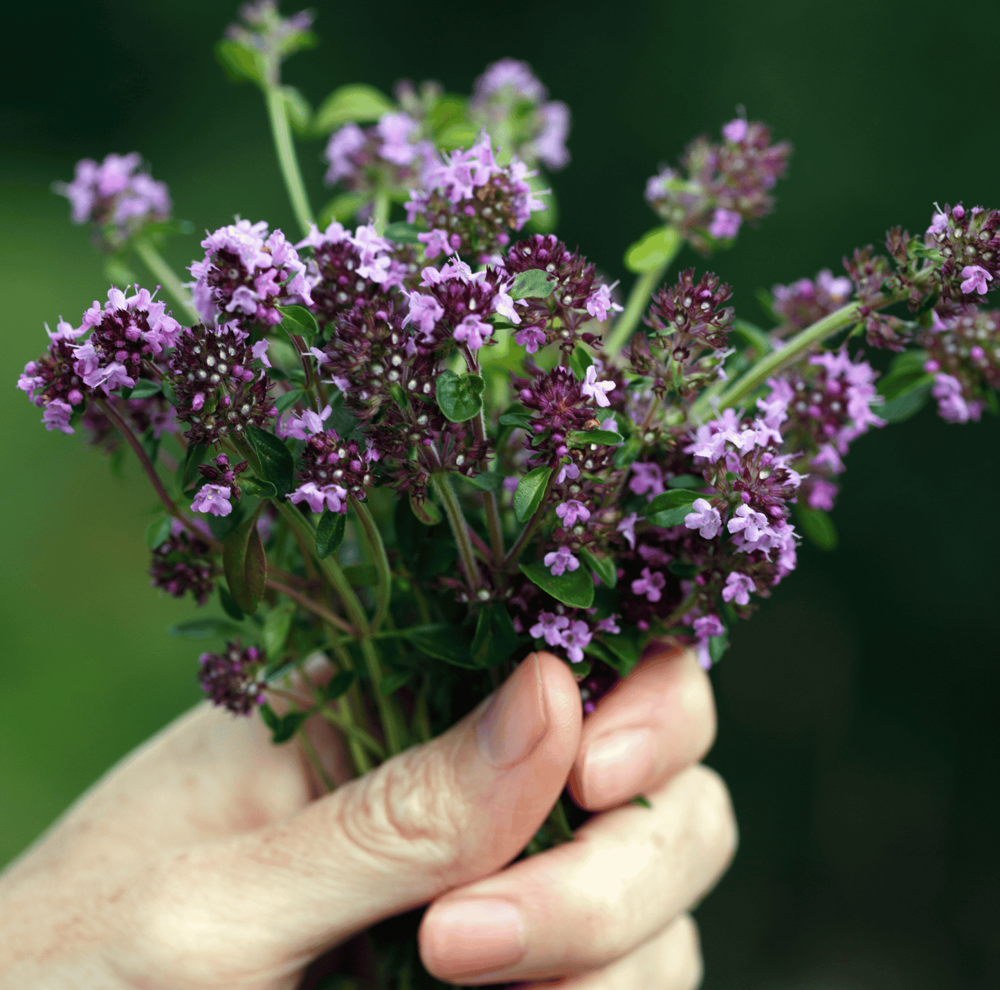 Creeping Thyme ā 250 Seeds