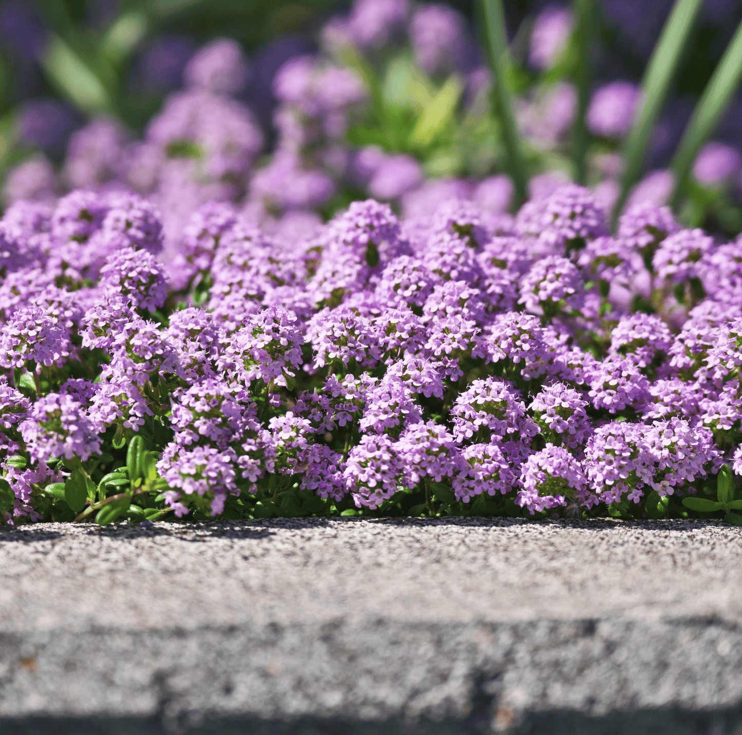 Creeping Thyme ā 250 Seeds