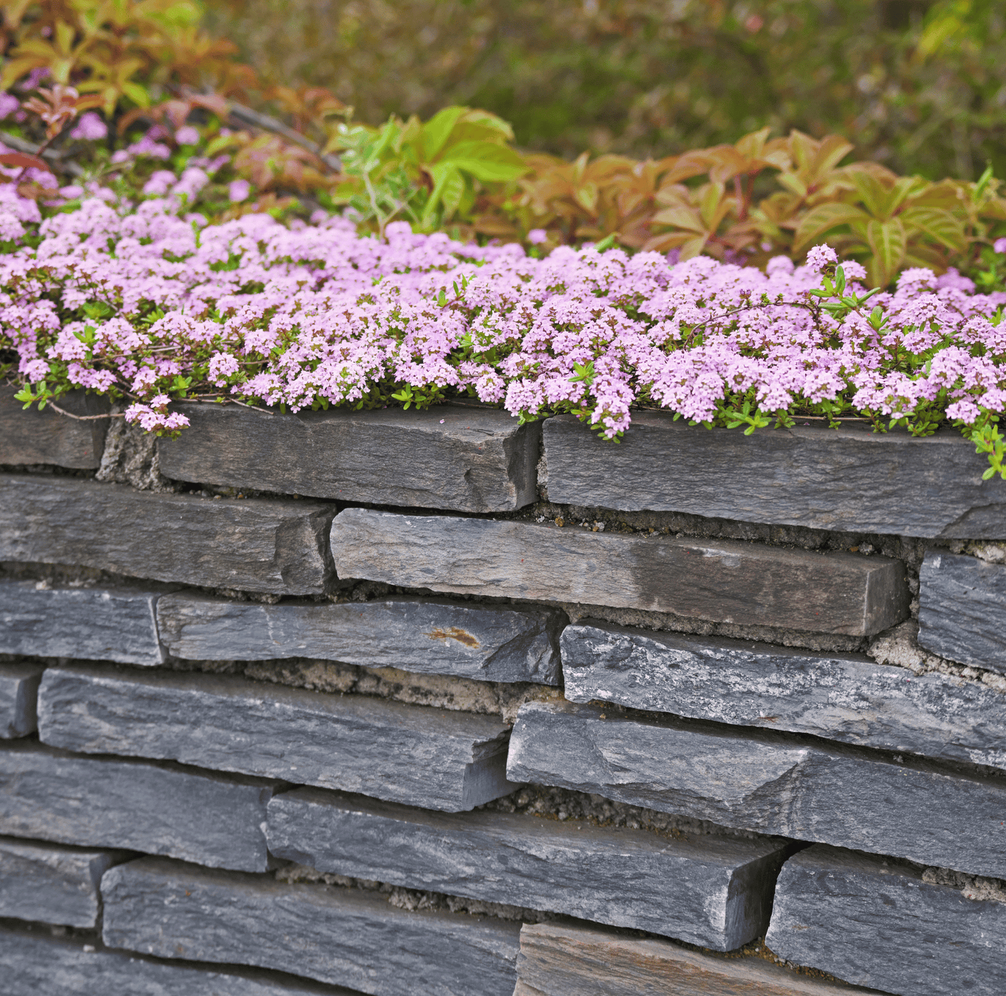 Creeping Thyme ā 250 Seeds
