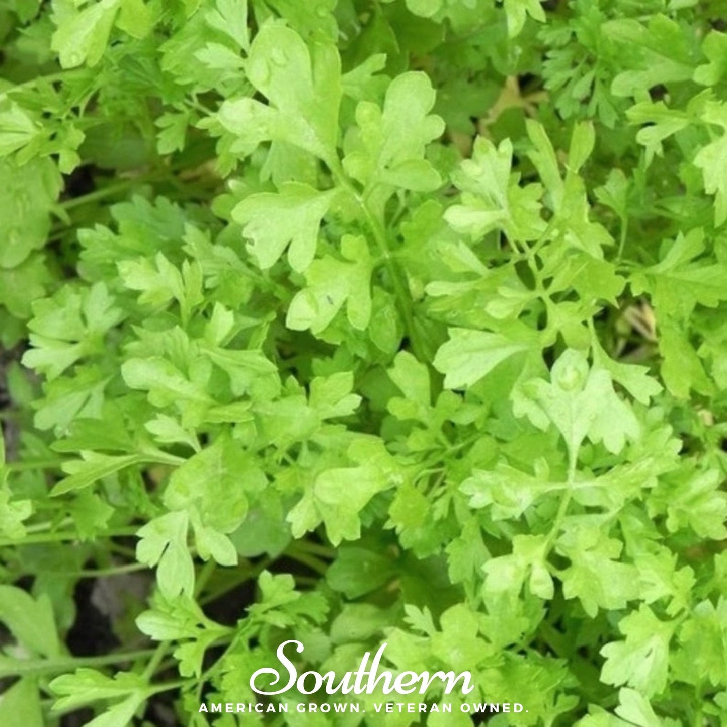 Curled Cress – 200 Seeds