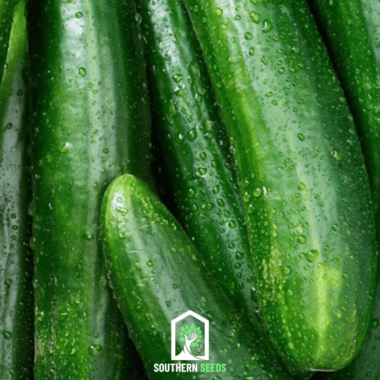 Beit Alpha Cucumber ā 30 Seeds