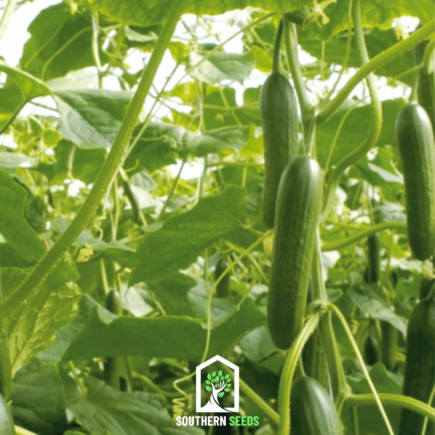 Beit Alpha Cucumber ā 30 Seeds