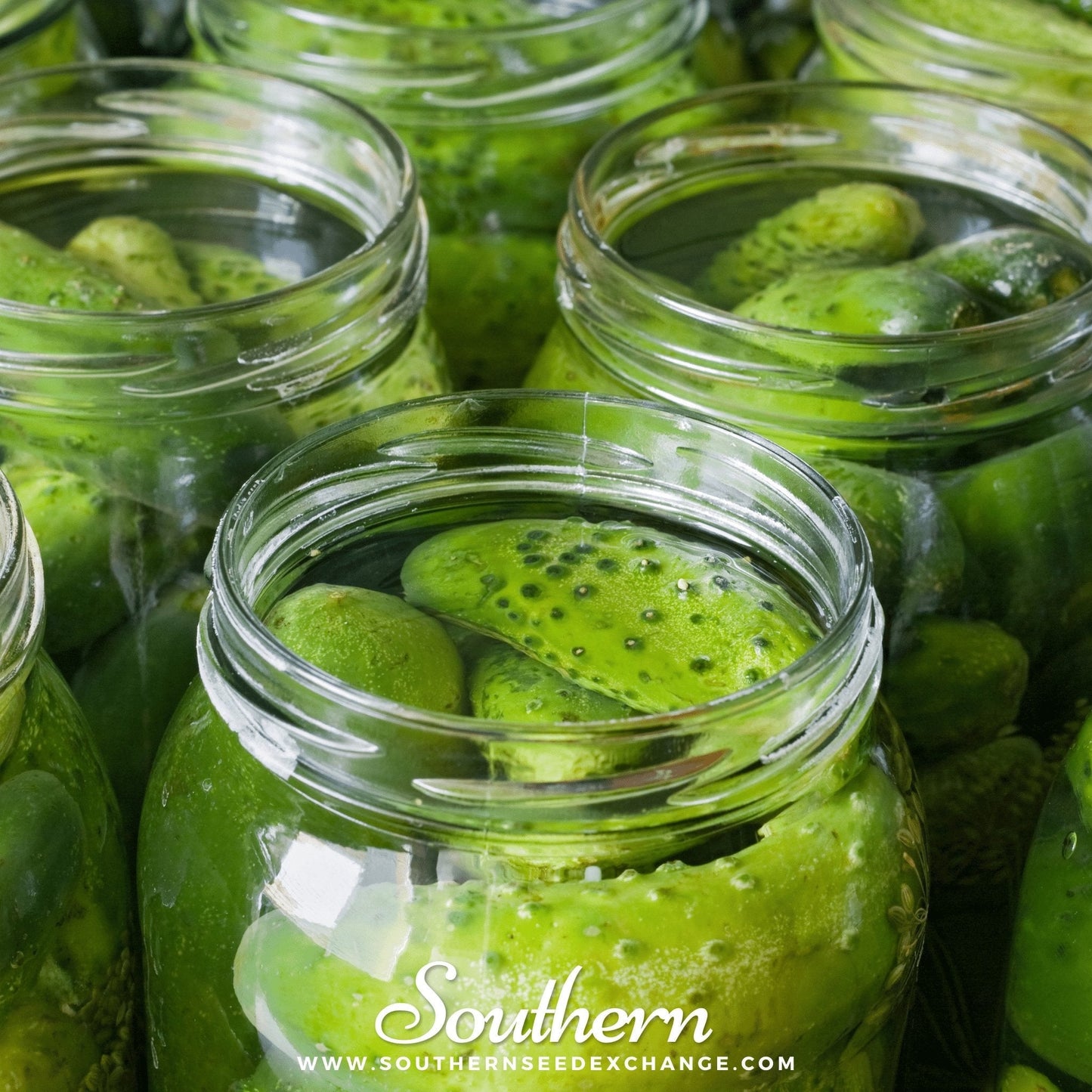 Boston Pickling Cucumber ā 30 Seeds