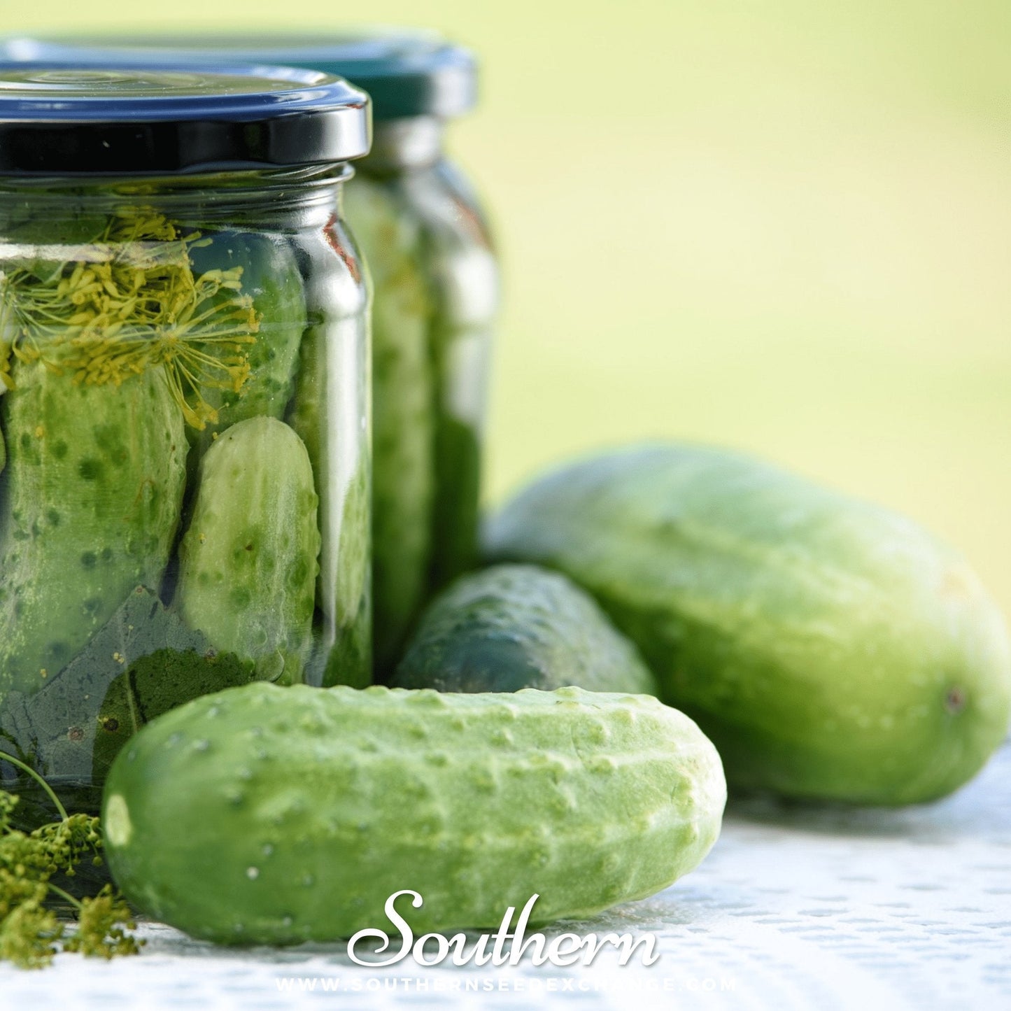 Boston Pickling Cucumber ā 30 Seeds