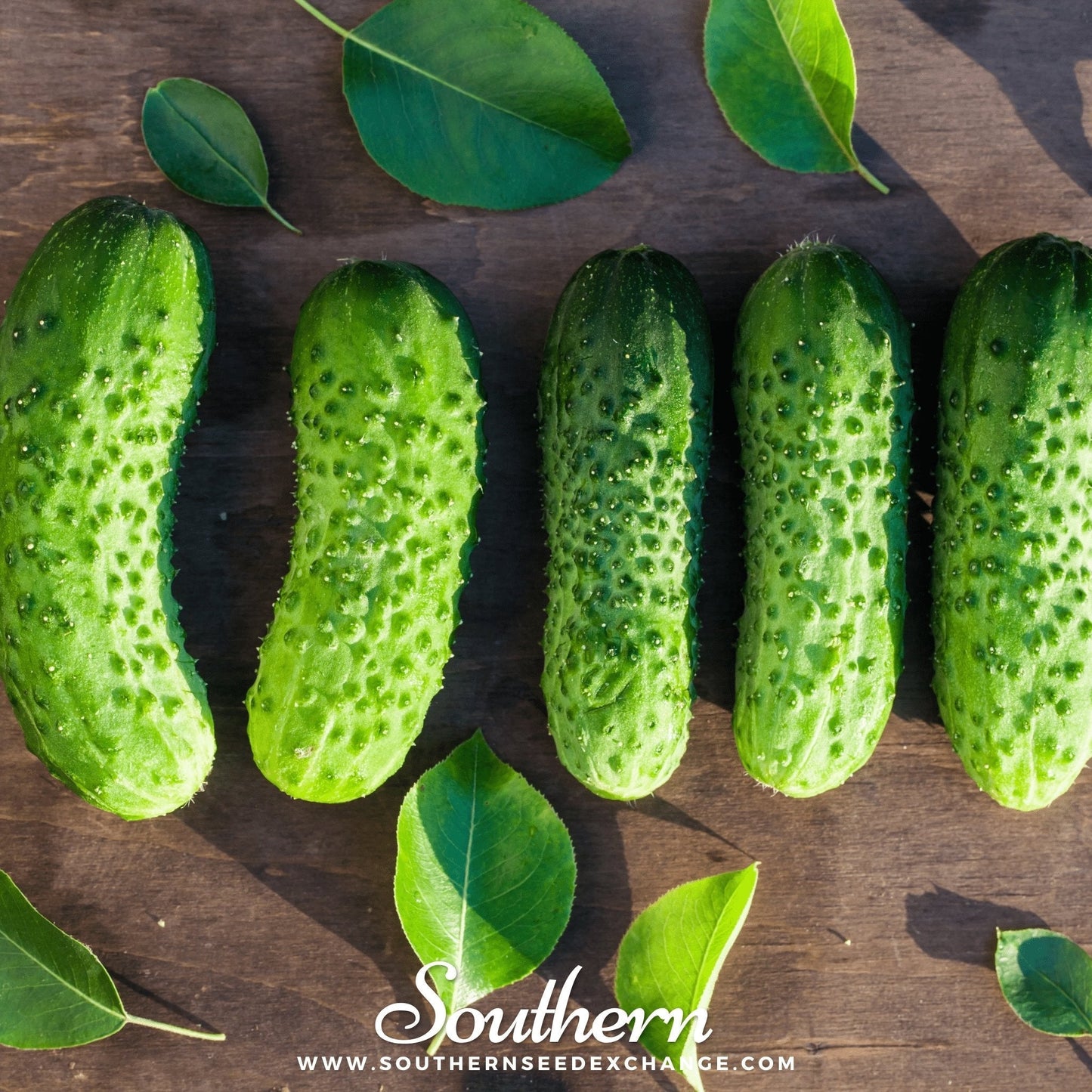 Boston Pickling Cucumber ā 30 Seeds