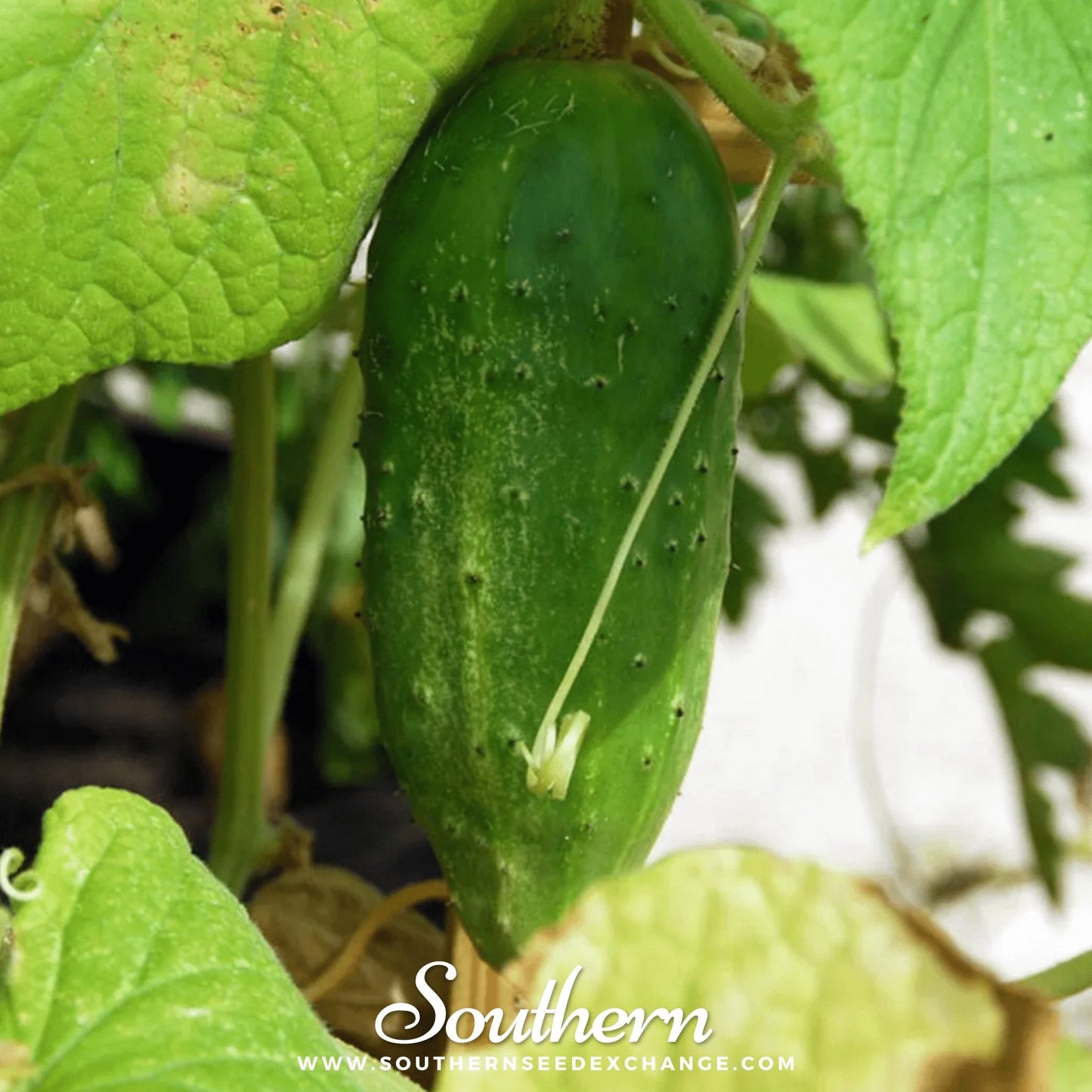 Boston Pickling Cucumber ā 30 Seeds