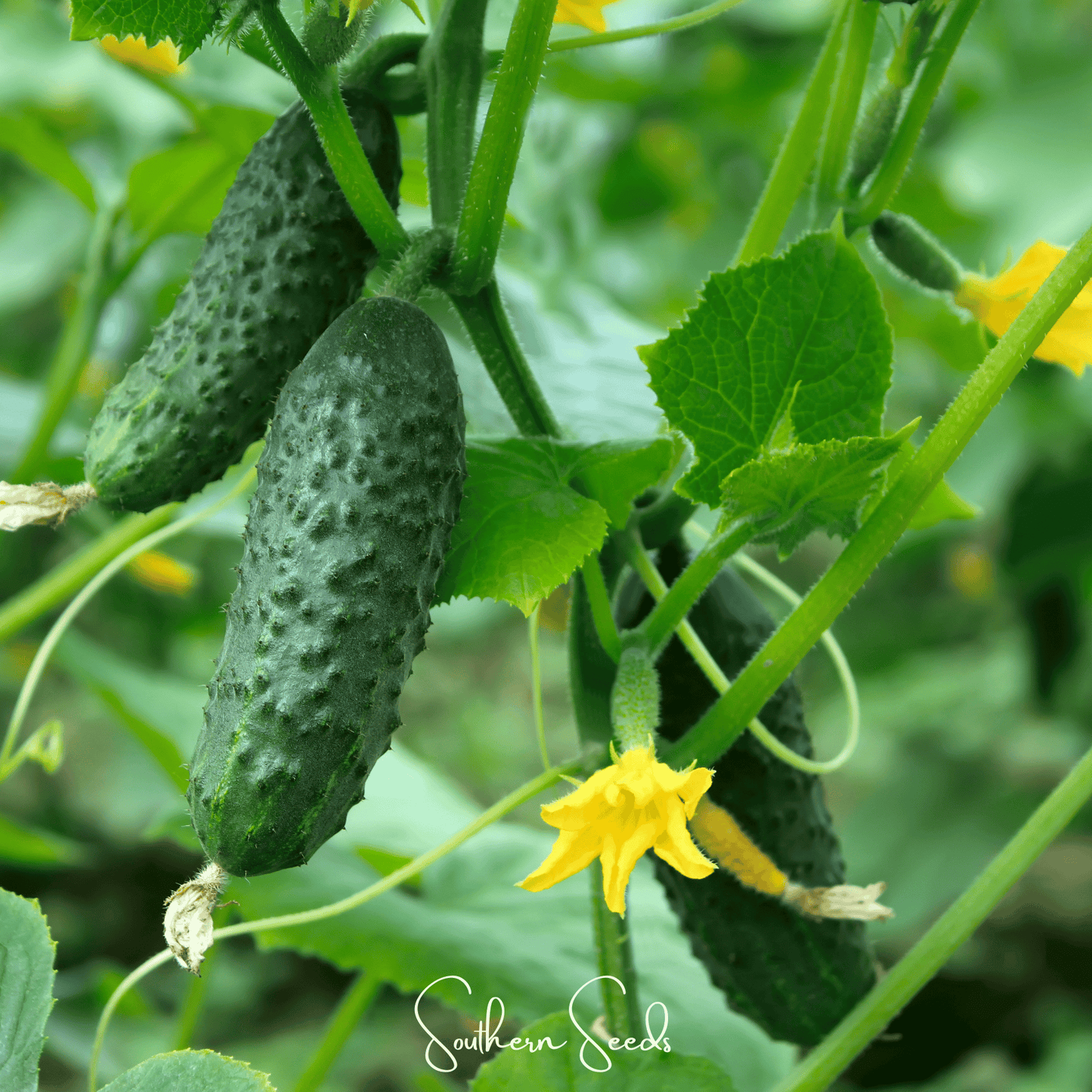 H-19 Little Leaf Cucumber ā 30 Seeds