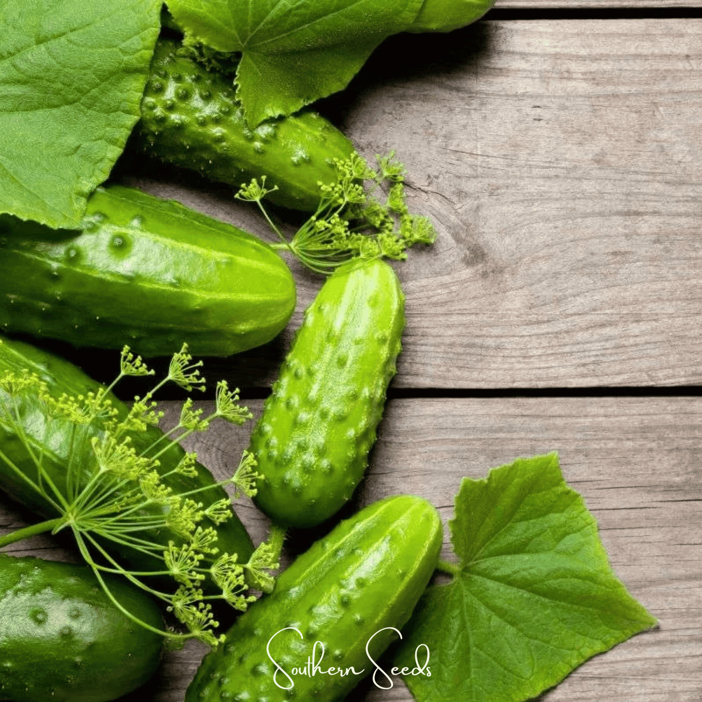 H-19 Little Leaf Cucumber ā 30 Seeds