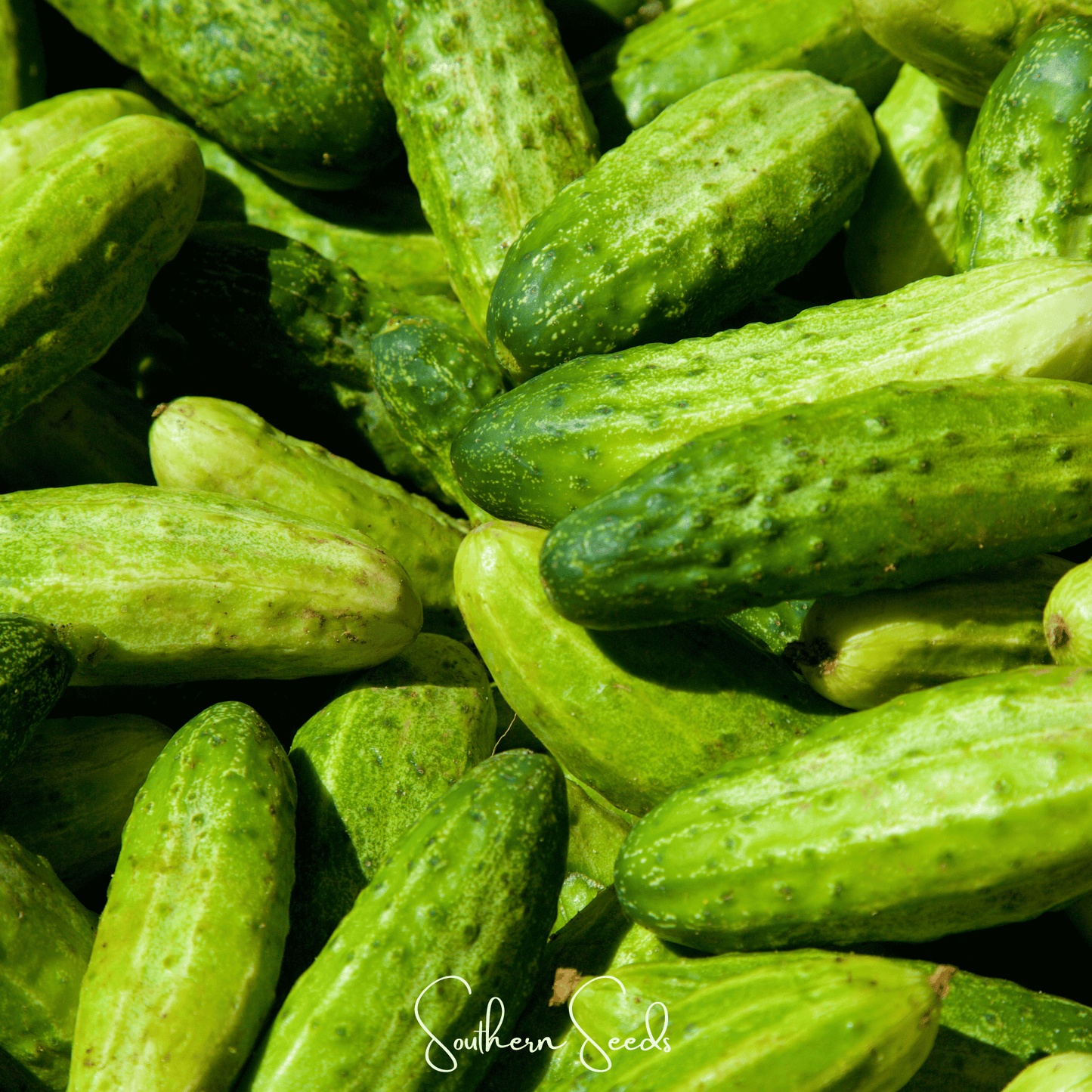 H-19 Little Leaf Cucumber ā 30 Seeds