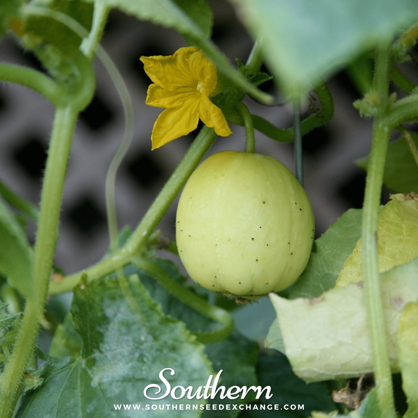 Lemon Cucumber ā 30 Seeds