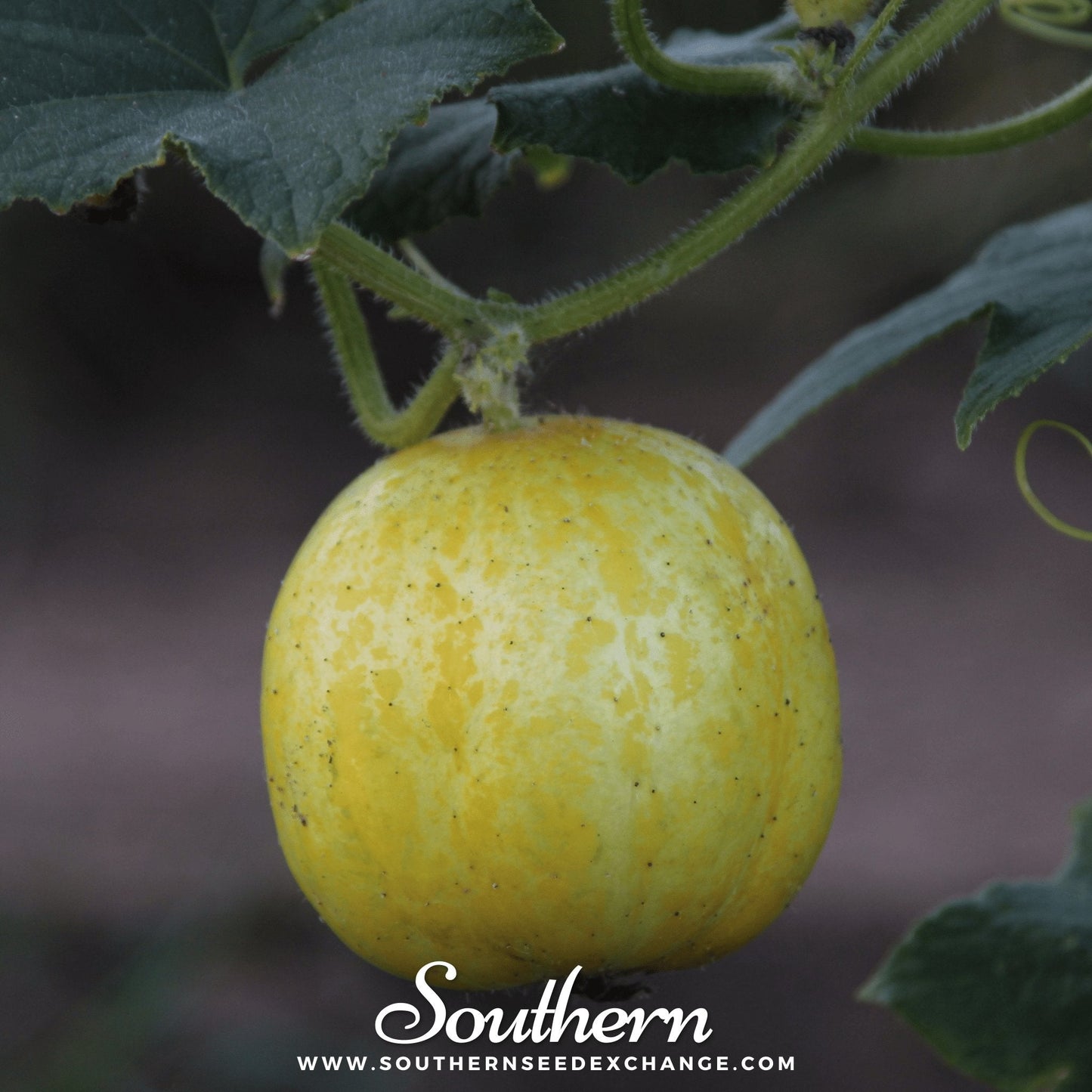 Lemon Cucumber ā 30 Seeds