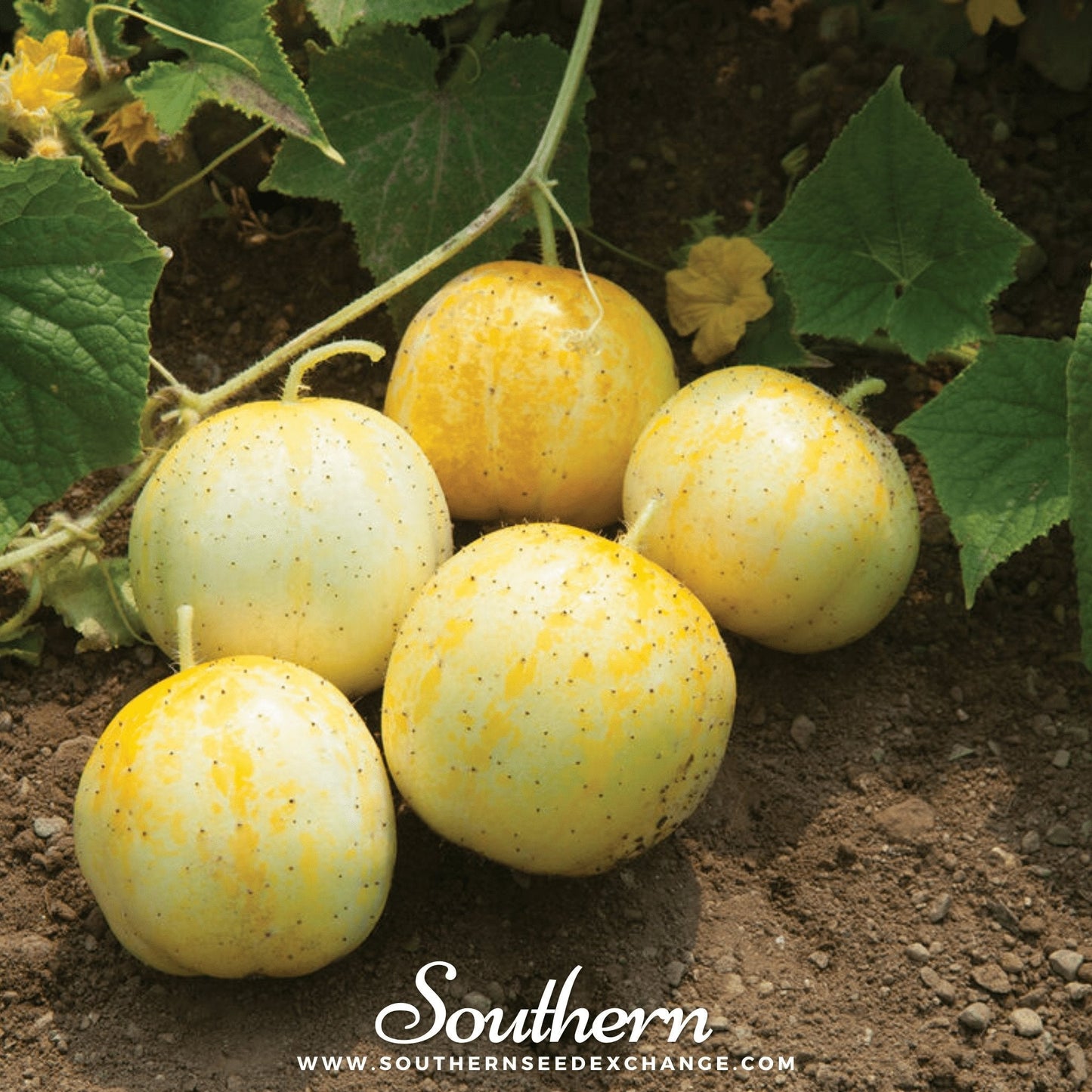 Lemon Cucumber ā 30 Seeds