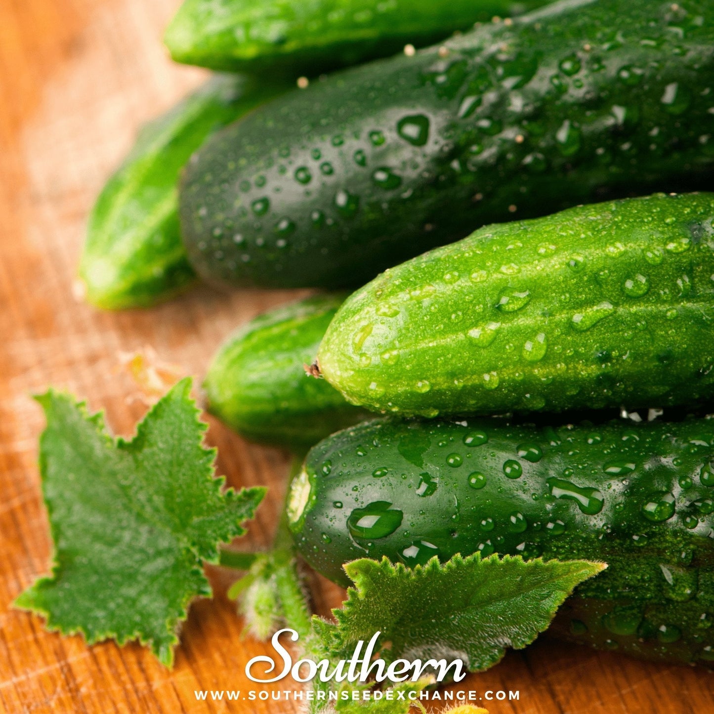 Marketmore 76 Cucumber ā 30 Seeds