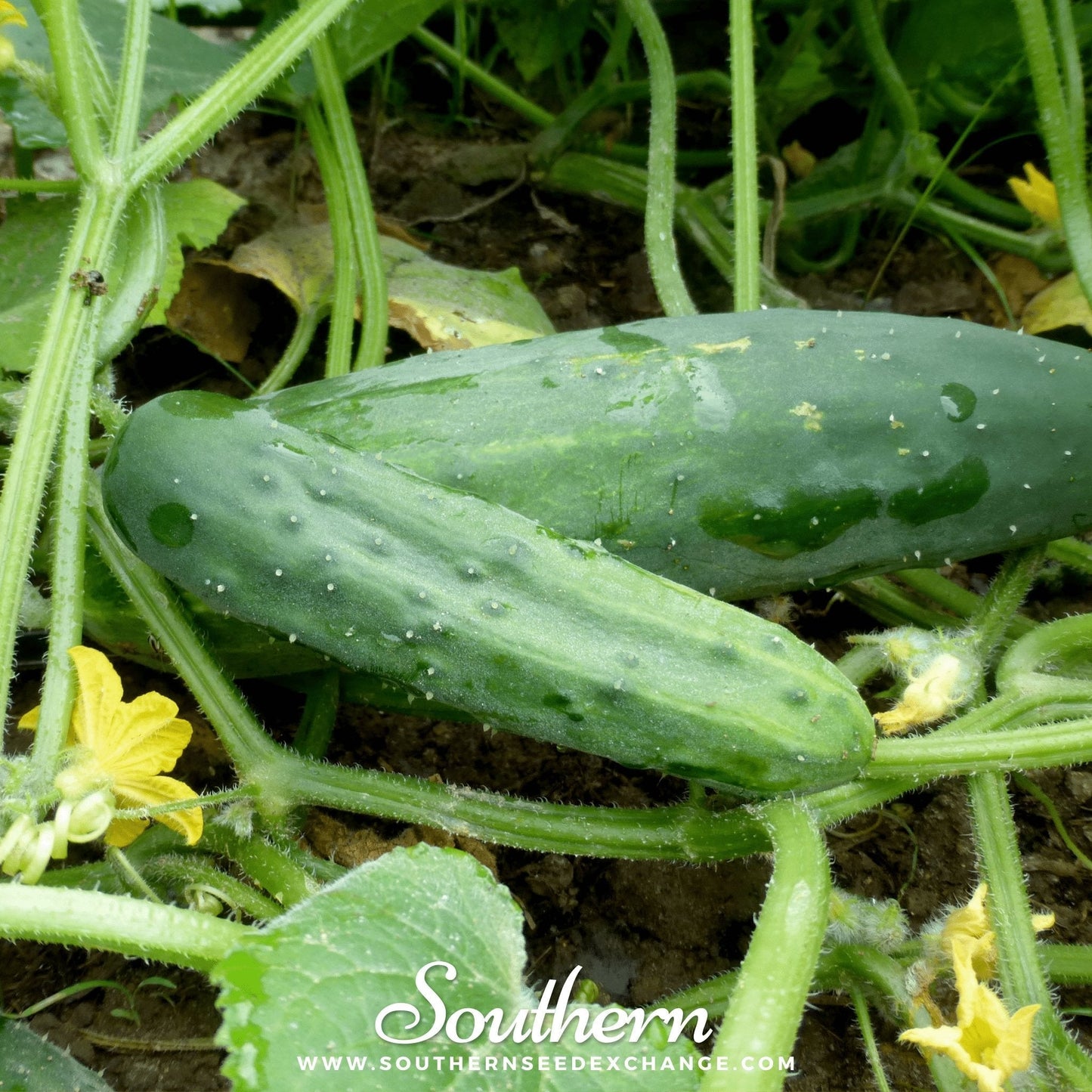 Marketmore 76 Cucumber ā 30 Seeds