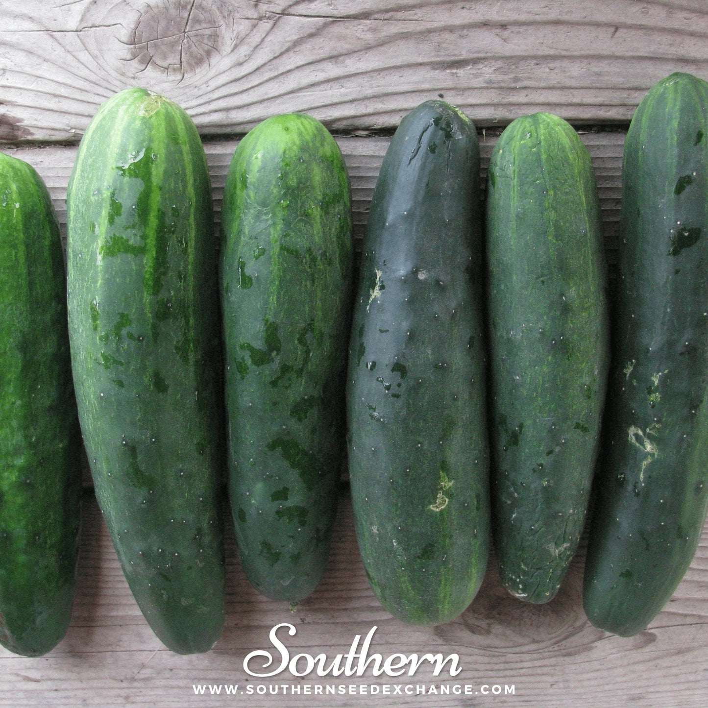 Marketmore 76 Cucumber ā 30 Seeds