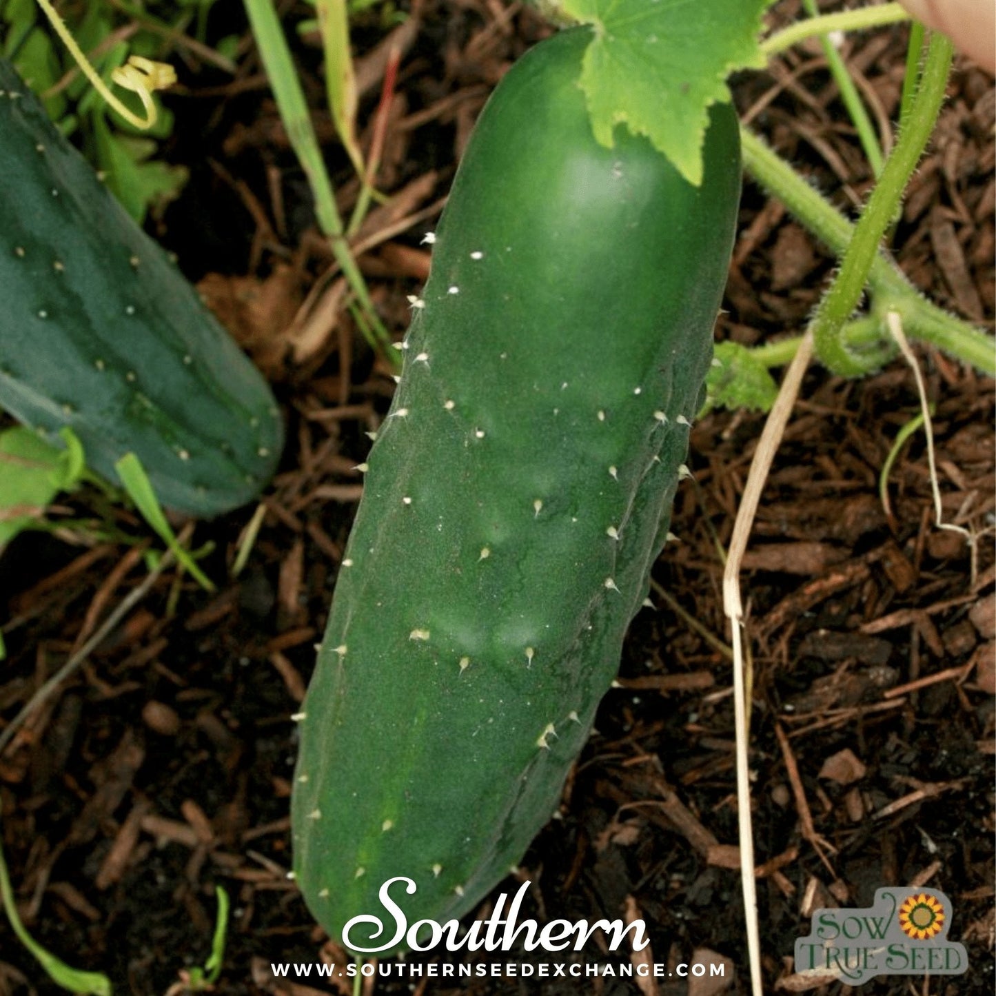 Marketmore 76 Cucumber ā 30 Seeds