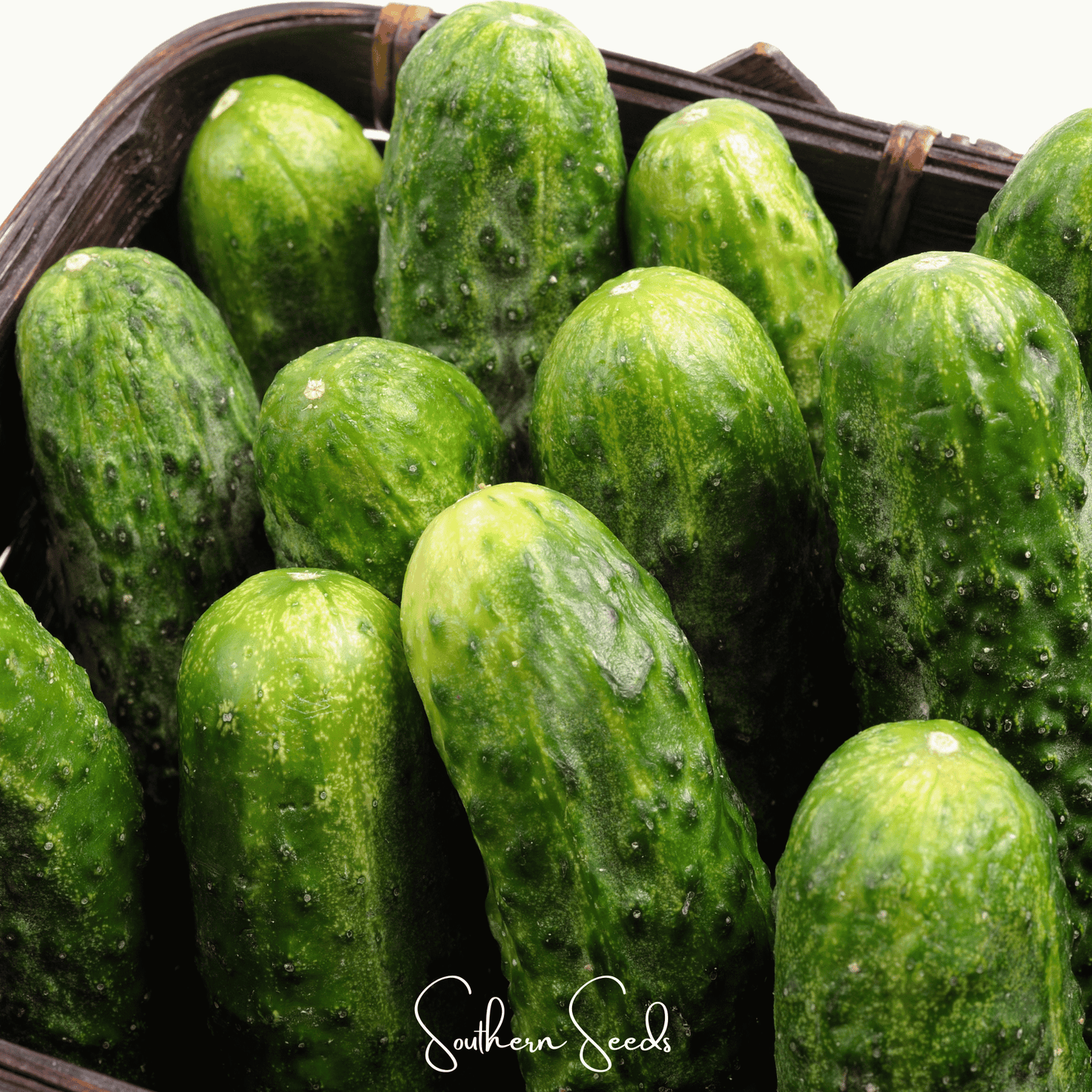National Pickling Cucumber ā 30 Seeds