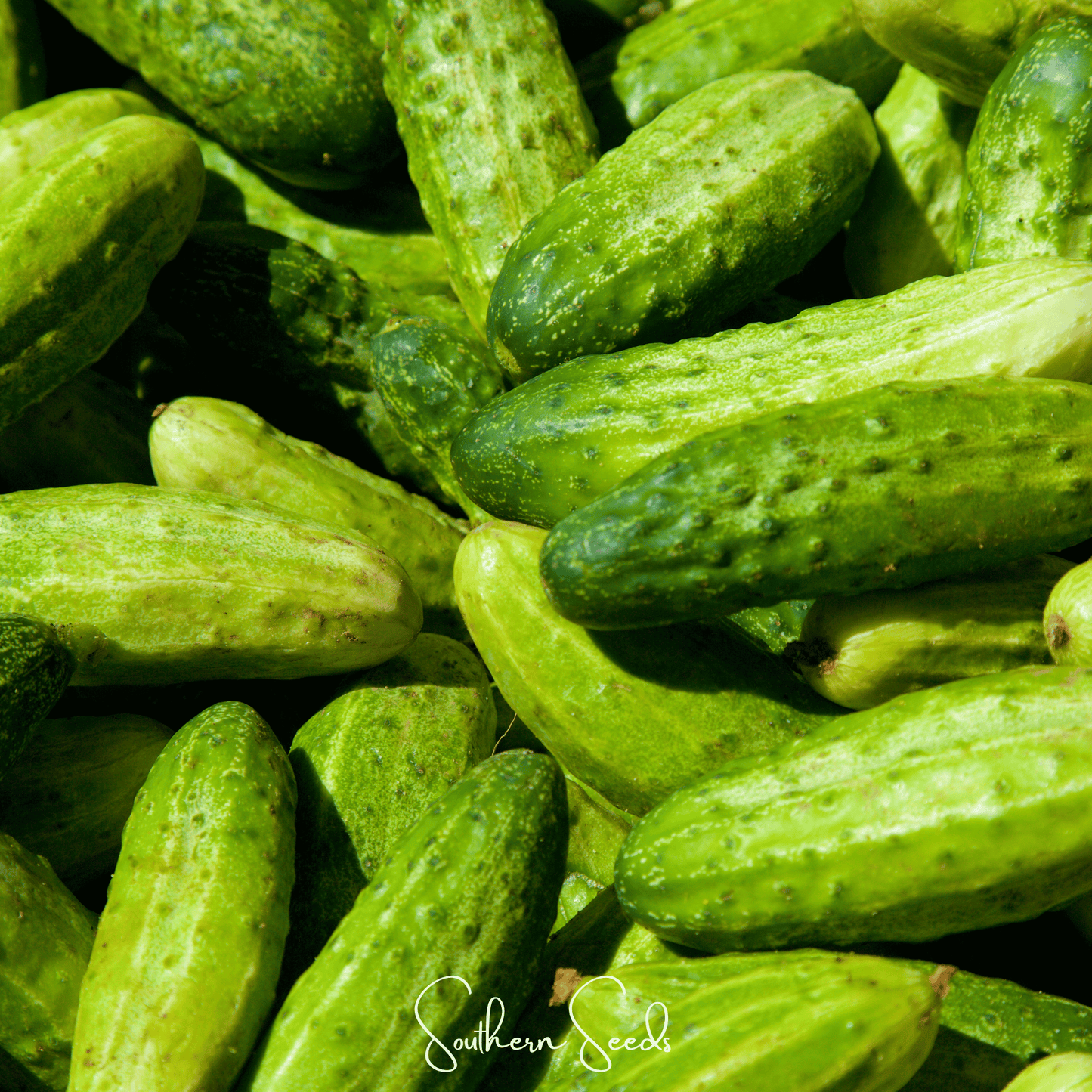 National Pickling Cucumber ā 30 Seeds