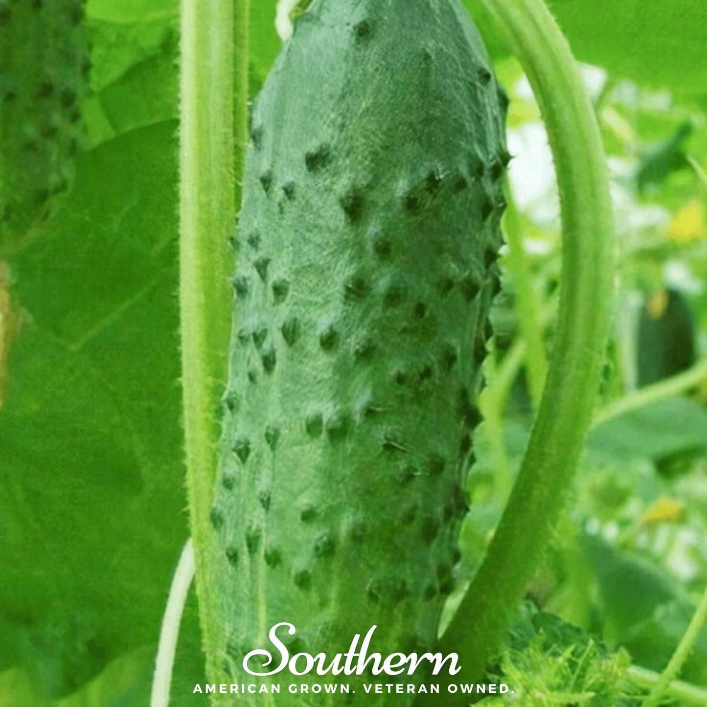Pioneer Cucumber ā 30 Seeds