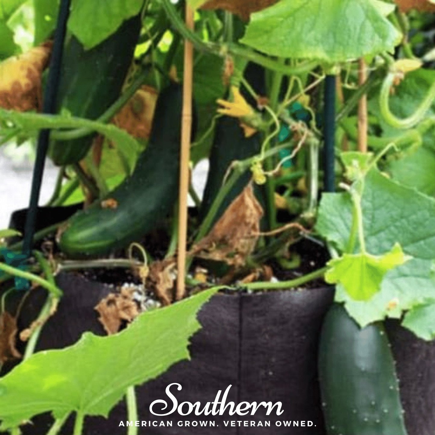 Spacemaster Cucumber ā 30 Seeds